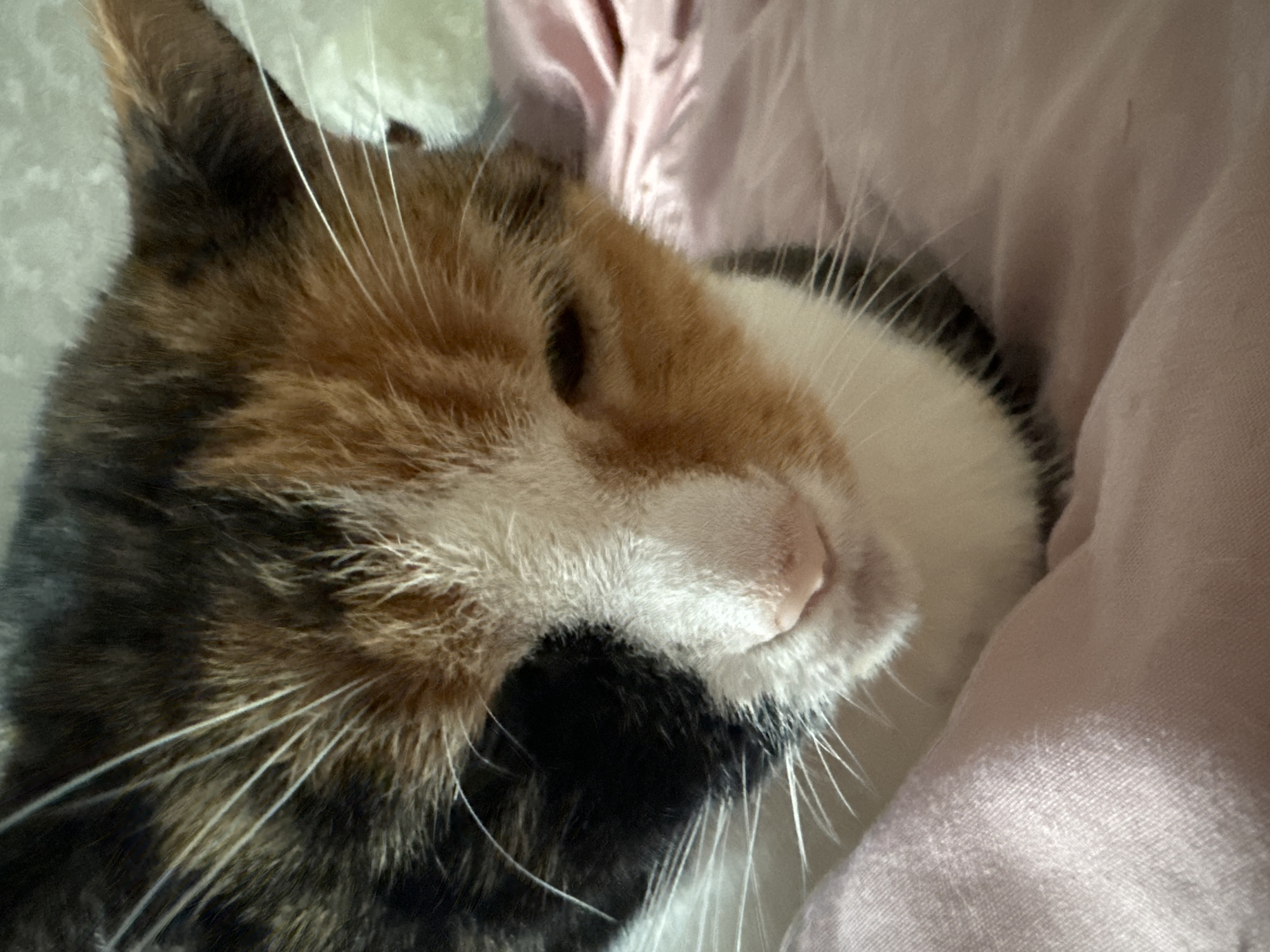 A close-up shot captures the head and upper body of a calico cat sleeping or resting peacefully. The cat's fur displays a distinct pattern of black, various shades of brown and orange, and white patches. Its eye is closed or barely open, conveying a sense of deep relaxation. Long, white whiskers extend prominently from its muzzle. The cat's nose is a soft pink color, complementing the white fur around its mouth.
The cat is nestled comfortably against a light pink or beige fabric, likely a blanket or bedding, which appears soft and slightly wrinkled. The background is blurred, focusing attention entirely on the cat. The lighting is soft and diffused, suggesting a calm indoor environment, possibly a bedroom or living room. The overall atmosphere of the image is one of serenity and comfort. No text is visible in the image.