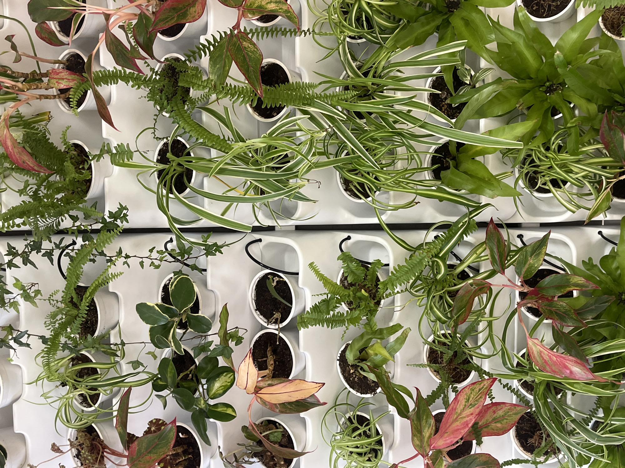 The image depicts a vertical garden. The plants are contained in white, rounded pots arranged in a grid pattern on a white wall. The plants vary in type and include ferns, spider plants, ivy, and possibly aglaonema (Chinese evergreen). The leaves of some plants exhibit green, white, and red coloration. The scene does not contain any people. There are no indications in the image to verify the location as Saint Petersburg, Russia.