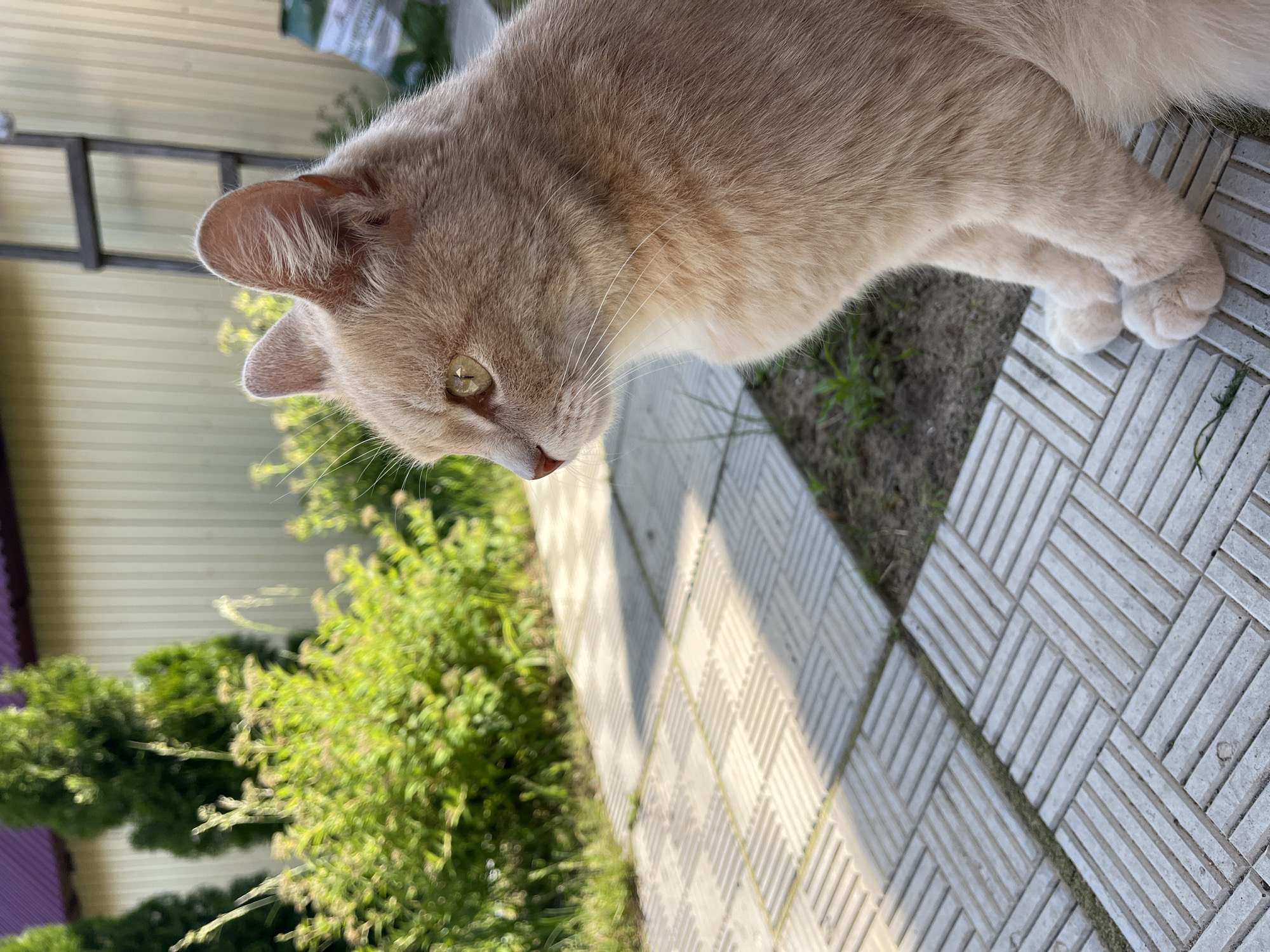 A cream-colored domestic cat is the primary subject of this outdoor, eye-level photograph. The cat is positioned on a paved surface, its body angled as if looking downwards and to its right. Its head is in sharp focus, revealing a visible yellow-green eye and prominent white whiskers. The cat's fur is short and light-colored, possibly a ginger or buff shade, with a lighter underside. Its front paws are neatly tucked together on the ground in front of it.
The cat rests on light-colored concrete paving slabs, which are arranged in an alternating rectangular pattern. Strips of green grass and soil are visible between the slabs and extending into the background on the right. In the mid-ground, dense green foliage, likely bushes or hedges, occupies the left side of the frame. Behind the foliage, a light-colored building with horizontal siding is partially visible, along with a dark, ladder-like metal structure.
The scene is brightly illuminated by natural sunlight, casting clear shadows from the paving, suggesting it is a sunny day in either late morning or afternoon. The overall impression is one of calm, capturing the cat in a relaxed outdoor setting. There is no visible text. The image was captured in Novocheremshansk, Russia.