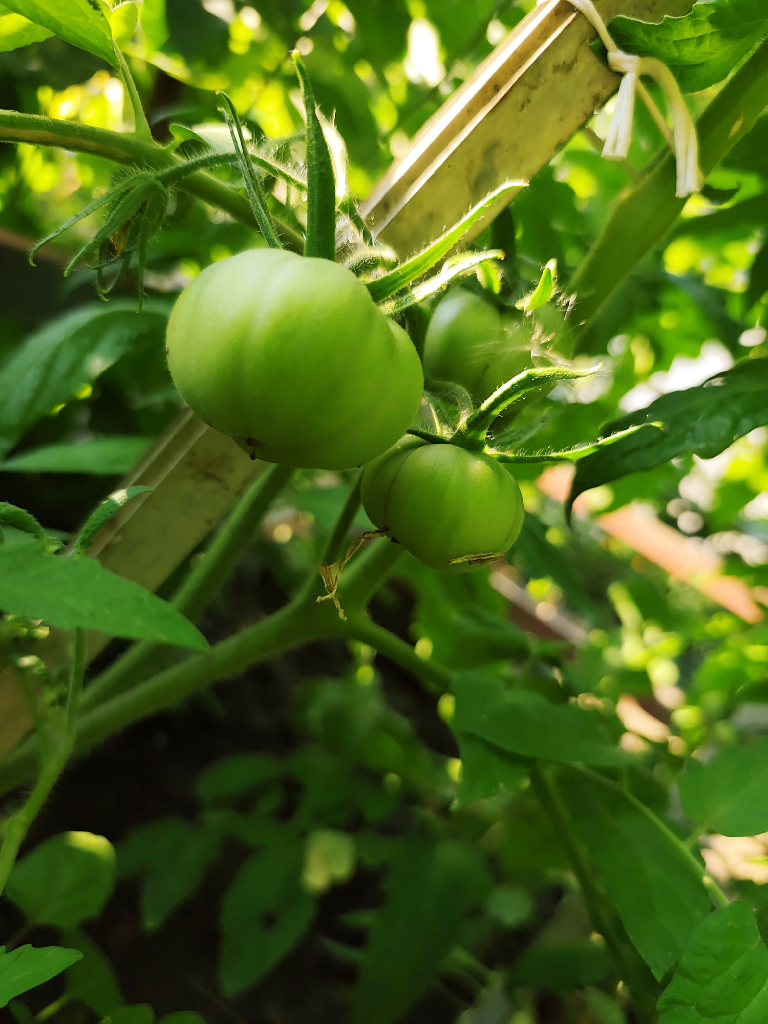 In the city of Durlești, Moldova, a close-up, eye-level shot captures a cluster of unripe green tomatoes growing on a vine. The tomatoes, with their smooth, taut skins, are partially obscured by lush green foliage. A thin, light-colored tie is visible securing a portion of the plant to a pale wooden stake. Sunlight filters through the leaves, creating a dappled effect and highlighting the delicate hairs on the tomato stems and the edges of the leaves. The background is a soft blur of greens and yellows, suggesting an outdoor garden setting.