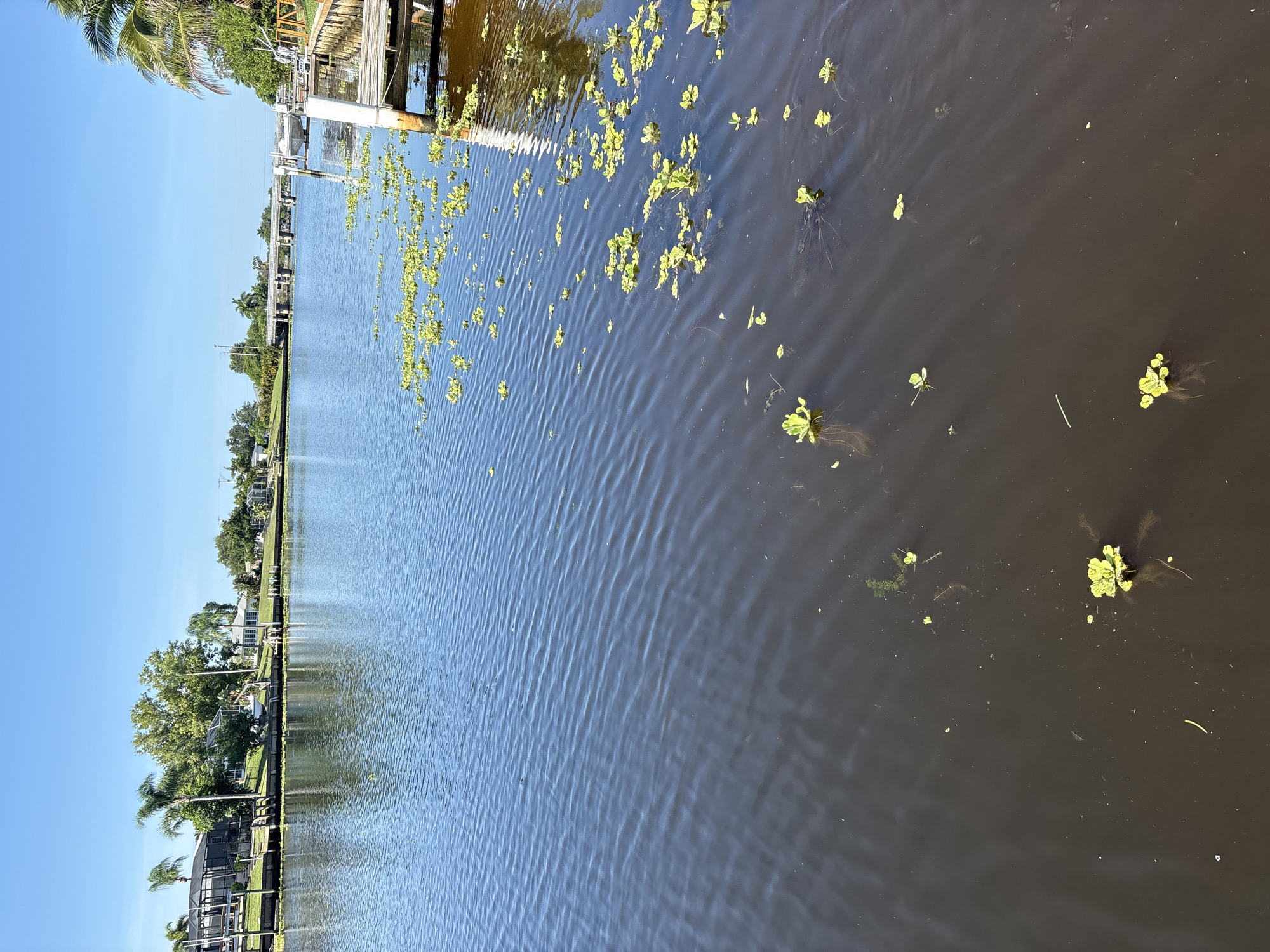 The image depicts a serene canal in North Port, Florida, under a clear blue sky. The canal is lined with lush green vegetation and houses, suggesting a residential area. On the right side of the canal, a wooden dock extends into the water, with a small boat tied to it. Scattered across the water's surface are clusters of vibrant green aquatic plants, adding a touch of natural beauty to the scene. The water itself is a deep, reflective blue, rippling gently with the breeze. In the background, a bridge crosses the canal, further enhancing the picturesque setting. The overall impression is one of tranquility and idyllic waterfront living.