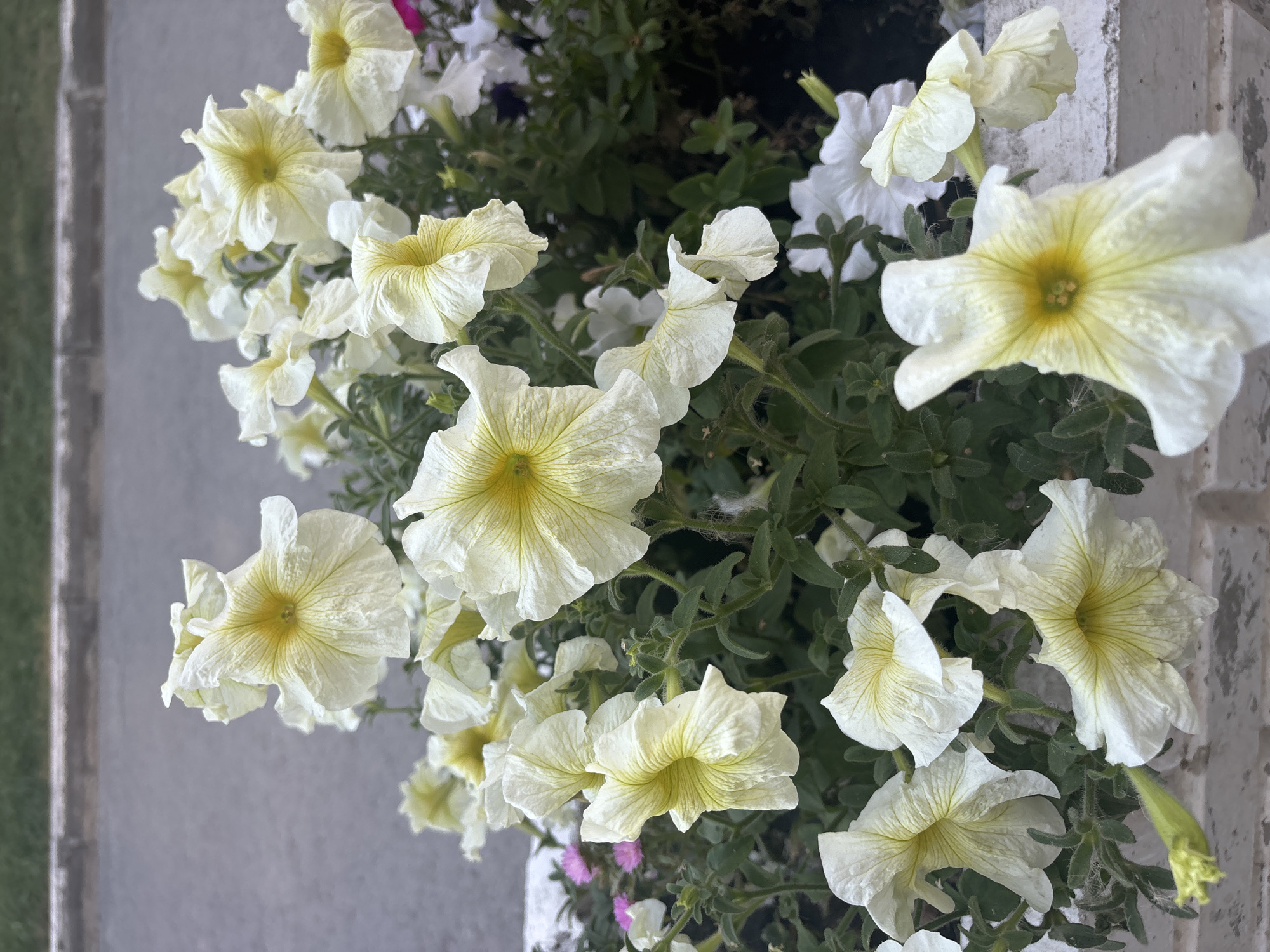 In the city of Ob, Russia, a close-up shot captures a cluster of white petunias with yellow centers, their delicate petals unfurling. The flowers are set against a blurred background of grey pavement and green grass, suggesting an outdoor urban setting. A white brick planter box is partially visible in the foreground, hinting at the flowers' arrangement. The lighting is natural, casting soft shadows and highlighting the intricate textures of the petals. No people are present in the frame, focusing solely on the floral arrangement.