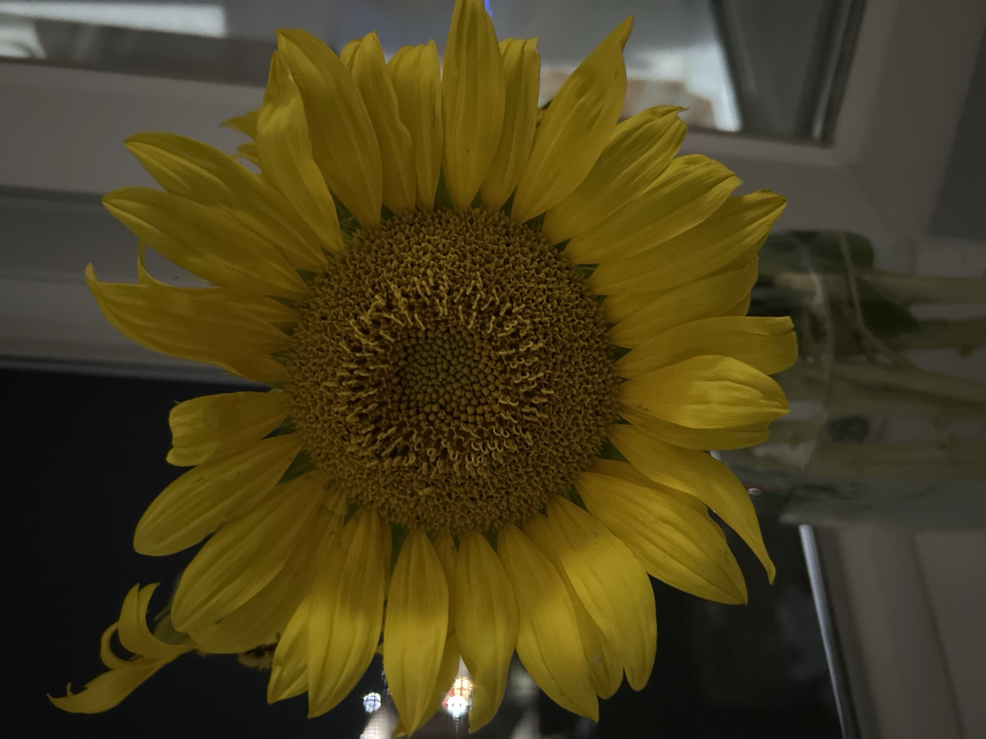 A single, vibrant yellow sunflower, its petals fanned out, dominates the frame. The flower is positioned in a clear glass vase, with its stem and leaves visible within. The background is dark, suggesting it is nighttime, with blurry lights indicating a distant urban setting. The sunflower is placed on a windowsill, with a pale, textured wall visible to the right. The image appears to be an indoor shot, likely taken at night, with the city lights of Kokshetau, Kazakhstan, faintly visible in the distance. There are no people or animals present in the scene.