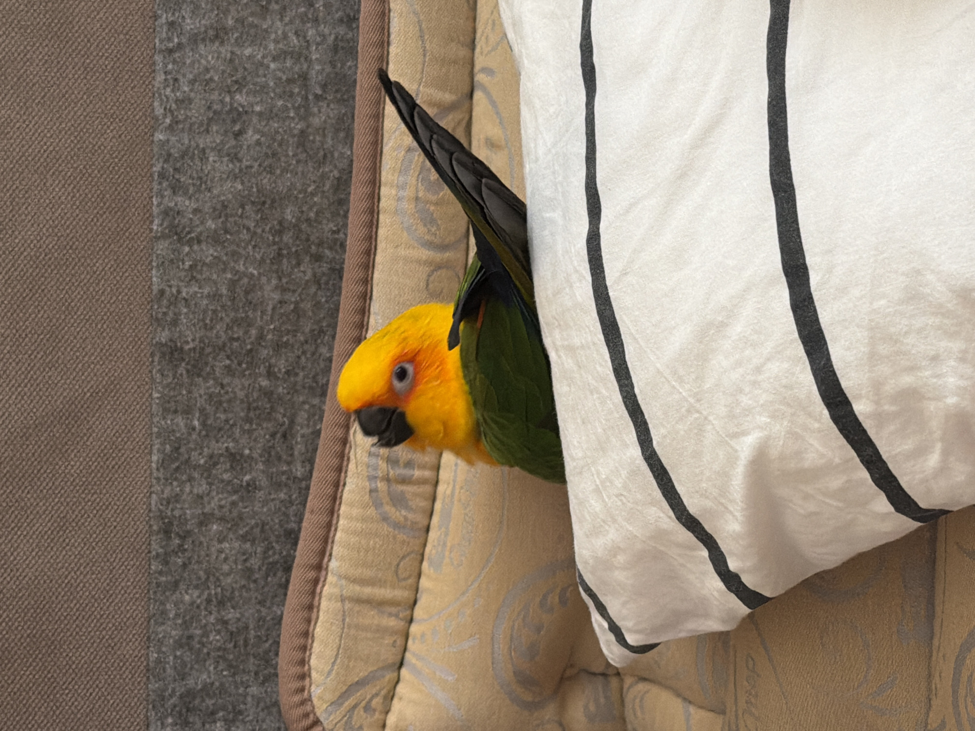 An orange-headed, green-bodied parrot is perched on a pillow with black stripes, nestled against a beige, patterned couch. The parrot's head is turned to the left, revealing its blue eye. Behind the couch is a textured gray surface, with a darker brown fabric above it. The scene appears to be indoors, possibly in a residential setting in Khimki, Russia, though no specific identifying landmarks are visible.