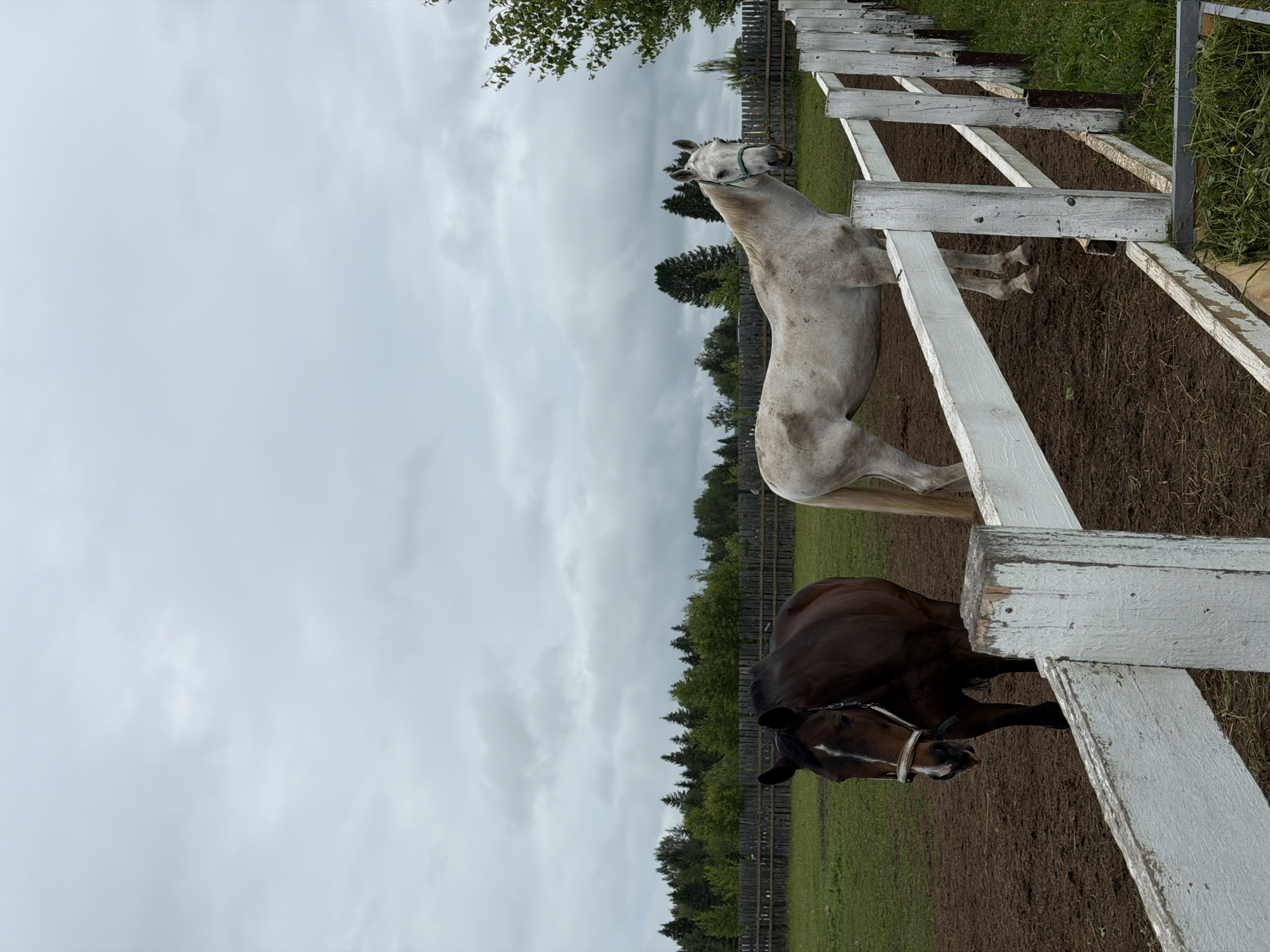 The image depicts a rural scene in Kechur, Russia, under an overcast sky. Two horses are visible within a fenced enclosure. In the foreground, a weathered white wooden fence separates the viewer from the subjects.
On the left, a dark brown horse with a white blaze on its face stands on muddy ground. It is wearing a white halter, and its tongue is slightly extended. The horse is positioned facing slightly left of the camera, looking forward.
To the right, a white or light grey horse with a mottled coat stands on the same muddy ground, behind the white fence. This horse is wearing a green halter and is looking directly towards the camera.
The enclosure's ground is predominantly brown mud, suggesting recent wet conditions or heavy use. Adjacent to the white fence, on the viewer's side, is a strip of green grass. In the midground, behind the horses, a rustic wooden fence stretches horizontally, separating the enclosure from a wider expanse of green grass.
Beyond the distant wooden fence, a dense line of trees, including both coniferous and deciduous species, forms the horizon. The sky is entirely covered with light grey, unbroken clouds, indicating an overcast day. No human figures are present in the scene.