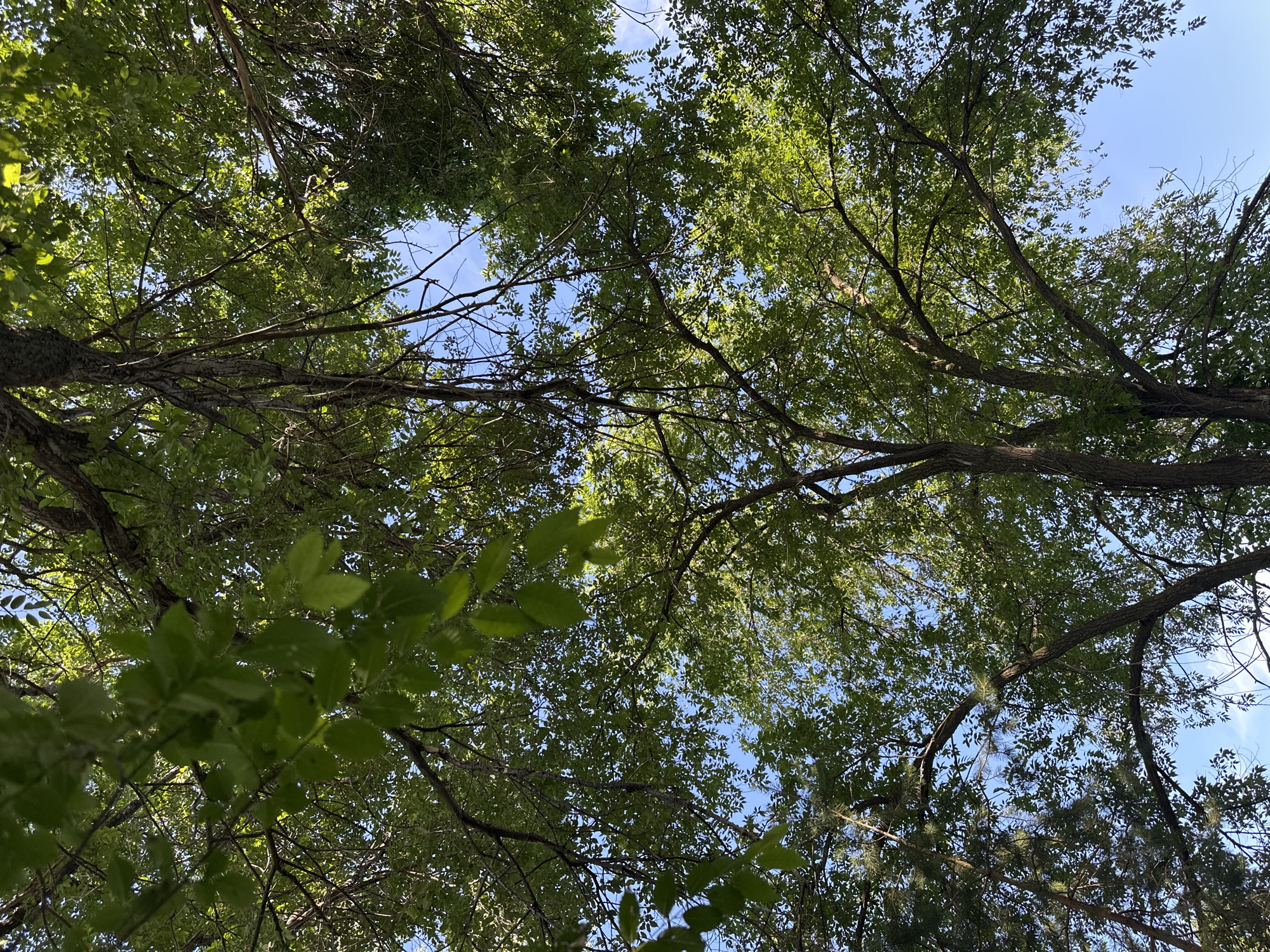 An upward-angle shot captures the canopy of a leafy tree against a clear blue sky. The dense foliage creates a dappled effect of light and shadow, with the sun filtering through the leaves. The branches of the tree are visible, some thick and sturdy, others thin and delicate, crisscrossing against the sky. The overall impression is one of lush greenery and natural beauty, with a sense of looking up from beneath the tree's embrace.