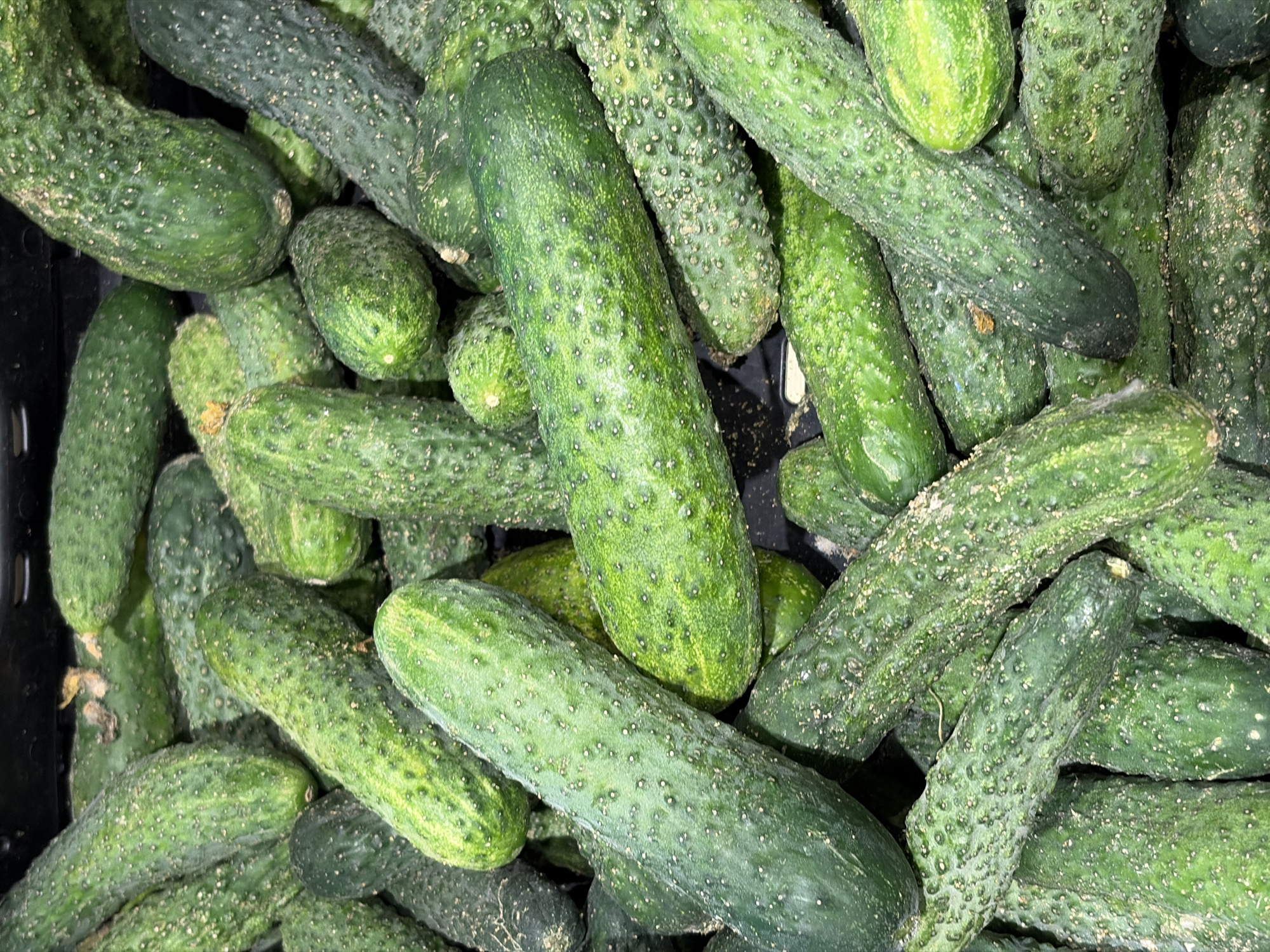 The image shows a close-up, overhead view of a large pile of fresh green cucumbers. The cucumbers are of varying sizes and shapes, with many appearing to have a bumpy texture. They are tightly packed together, filling the frame from edge to edge. The lighting appears to be artificial and bright, illuminating the produce. The cucumbers are likely in a market or grocery store setting. This scene is generic and does not contain any specific landmarks or features that would allow for identification of a location in Nitra, Slovakia, or any other specific city.