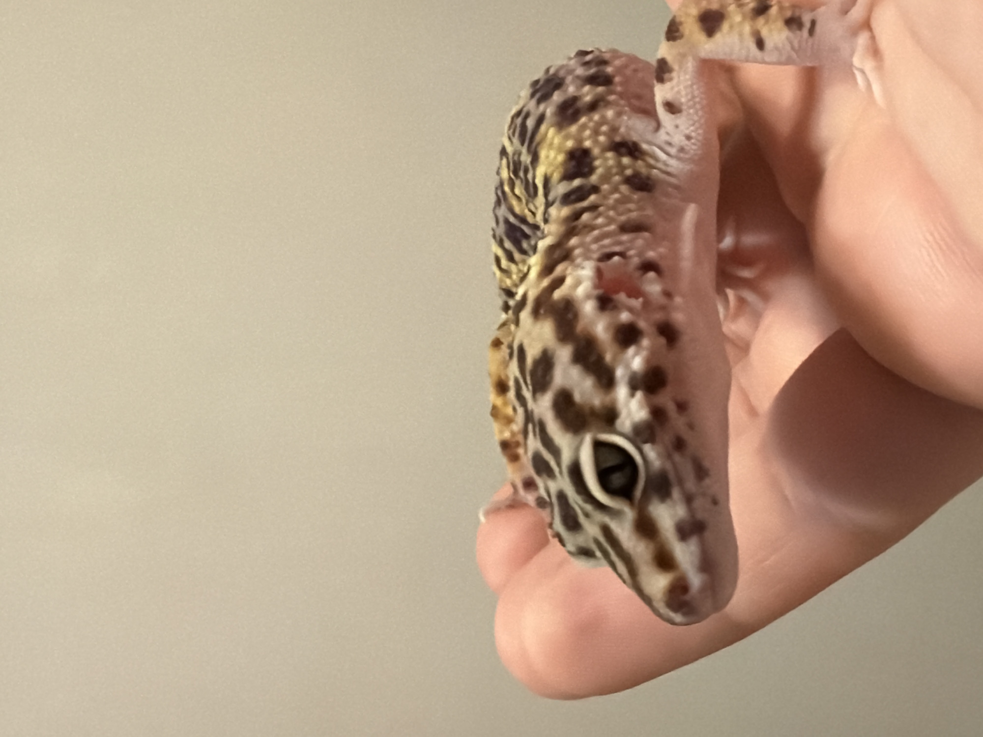 A leopard gecko is being held in a human hand. The gecko has brown spots on its head and back, and its body is light pink. The background is a solid light tan color. The location is not specified.