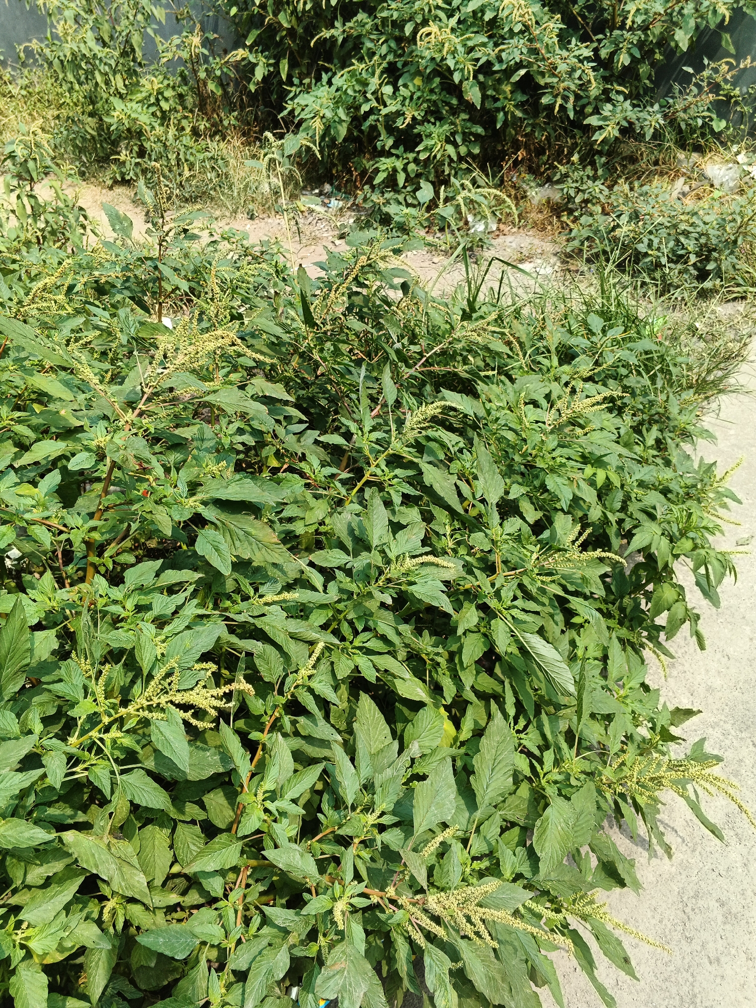 The image depicts a dense patch of green leafy plants with small, yellow, elongated flower clusters. The plants are growing along a concrete surface, possibly a pathway or sidewalk, with a sandy and overgrown area behind them. The overall setting appears to be an outdoor, uncultivated space. No people, actions, or interactions are visible. The location is identified as Gandasari, Indonesia.