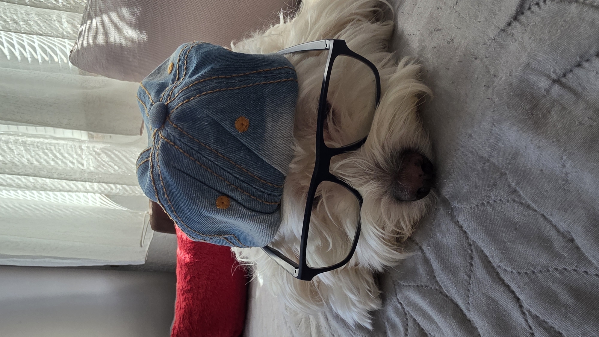 This close-up indoor shot, taken in Blagoevgrad, Bulgaria, features a small, white, fluffy dog resting peacefully on a light grey quilted blanket. The dog is playfully adorned with a blue denim newsboy-style hat, featuring yellow embroidered details and stitching, placed on its head. A pair of black-framed glasses rests across its snout and eyes, adding to its whimsical appearance. Only the dog's pinkish-black nose and a bit of its muzzle are clearly visible, peeking out from under the glasses and fur.
To the dog's left, a vibrant red furry pillow or blanket provides a contrasting pop of color and texture. In the background, white pleated blinds or curtains are visible, through which strong sunlight casts distinct striped shadows onto a light-colored fabric, possibly another pillow or curtain. The clear, defined shadows indicate it is daytime, likely morning or late afternoon when the sun is lower. The dog appears to be sleeping or in a very relaxed state, creating a charming, humorous, and calm atmosphere. There is no visible text in the image.