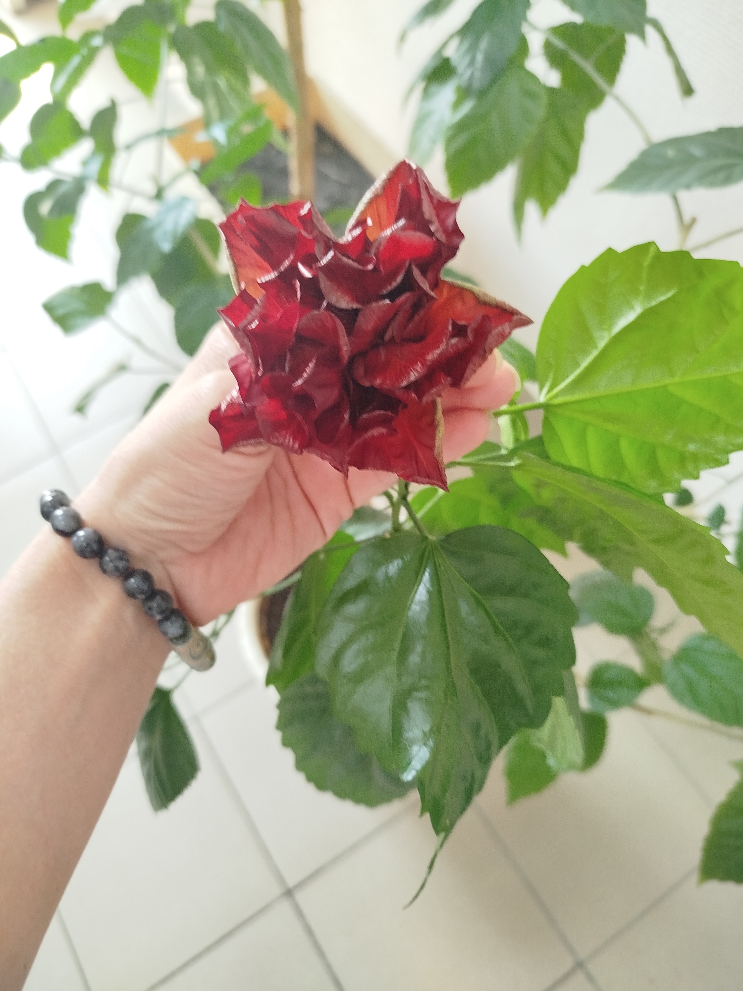 A close-up shot captures a person's hand holding a dark red hibiscus flower, showcasing its ruffled petals. The hand is adorned with a beaded bracelet. The background consists of lush green hibiscus leaves and stems, with a portion of a white pot visible. The setting appears to be indoors, with a tiled floor and natural lighting suggesting daytime. The overall image focuses on the detail and texture of the flower and the surrounding plant. This image was taken in the city of Zavodoukovsk, Russia.