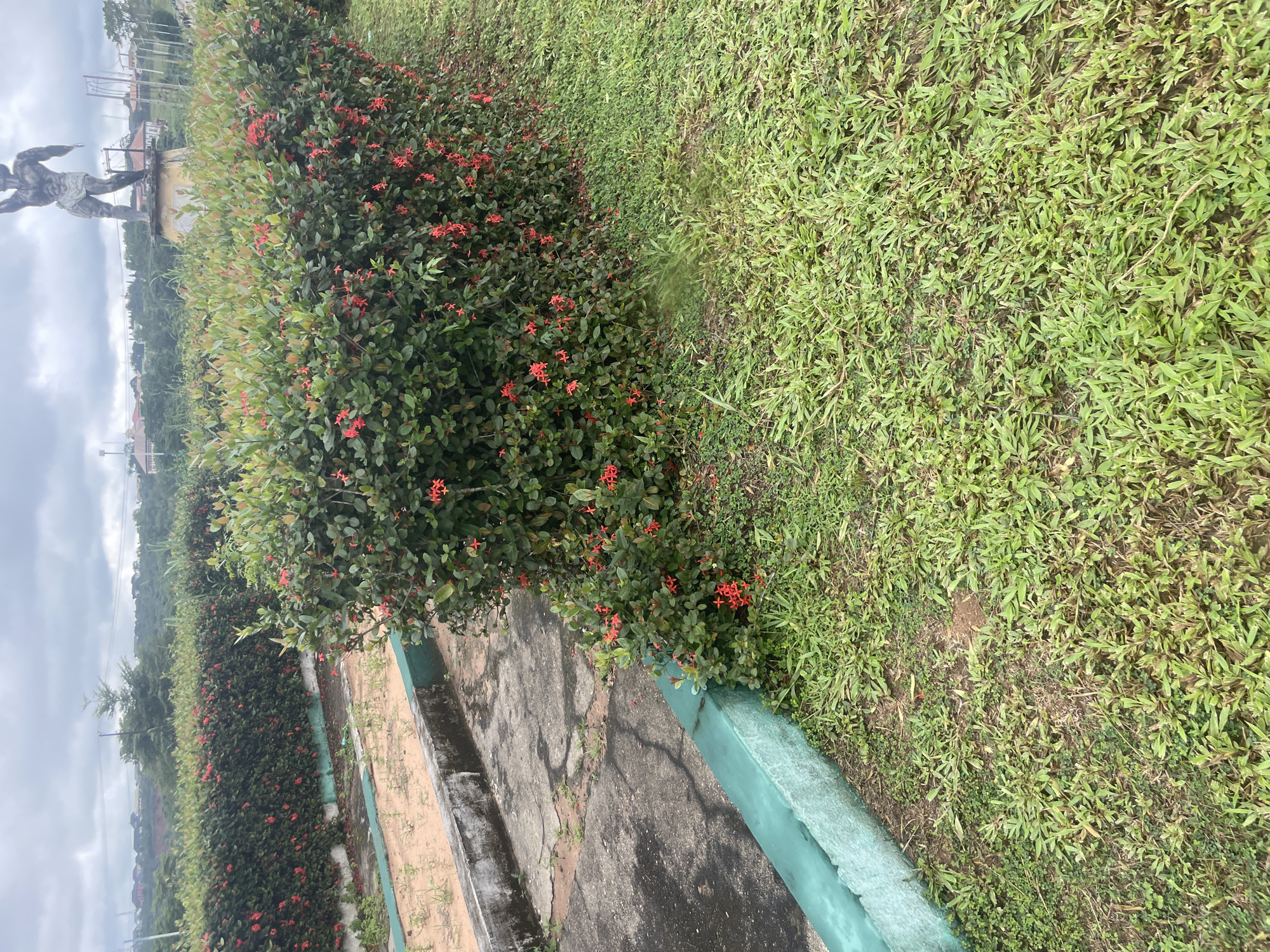The image depicts an outdoor scene in Ihiagwa, Nigeria, featuring a lush green hedge adorned with small red flowers. A concrete pathway runs alongside the hedge, bordered by a painted teal curb. Beyond the hedge, a weathered concrete structure with a statue atop it is visible. The background shows a landscape with trees and buildings under a cloudy sky. The foreground is covered in well-maintained grass.