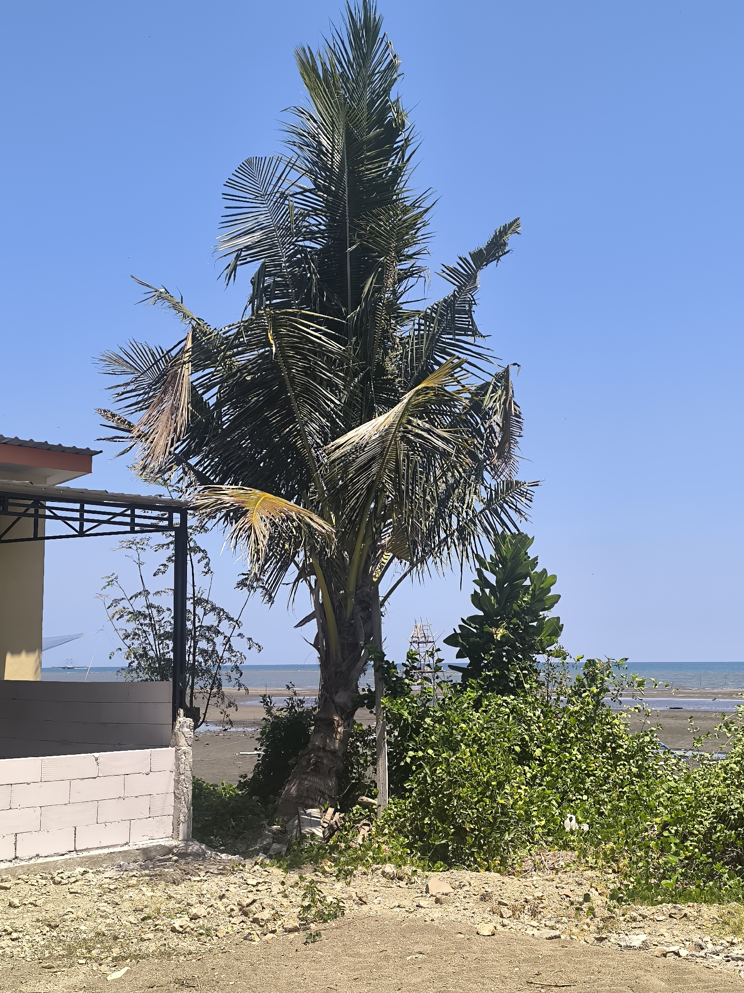 A tall palm tree stands center frame against a clear blue sky. To the left, a portion of a building with a tan wall and an orange-trimmed roof is visible, supported by a black metal frame structure. In front of the building, a low wall constructed of white rectangular blocks is partially visible, with some debris scattered around its base. The ground in the foreground is covered in sand and small rocks. Behind the palm tree and building, a dense green shrubbery occupies the mid-ground, with a larger green tree behind it. Beyond the vegetation, a beach with dark sand stretches towards a calm body of water, which is the sea. The horizon line is clear, with no boats or significant activity visible on the water. The scene appears to be an outdoor setting in Barru, Indonesia, likely near the coast.