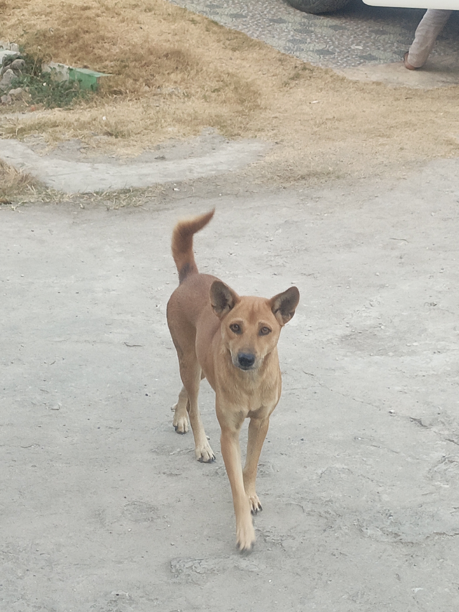 A medium-sized, light brown dog with upright ears stands in the center of the frame, looking directly at the camera. It is walking on a cracked, concrete surface. The background shows dry, golden grass and a patch of green vegetation to the left, possibly indicating a semi-urban or rural environment. To the upper right, a portion of a vehicle and a human leg wearing light-colored pants are visible, suggesting the presence of a person and a vehicle near the dog. The overall lighting suggests it is daytime. This scene could be located in Solor Barat, Indonesia, given the general appearance of the vegetation and ground cover.