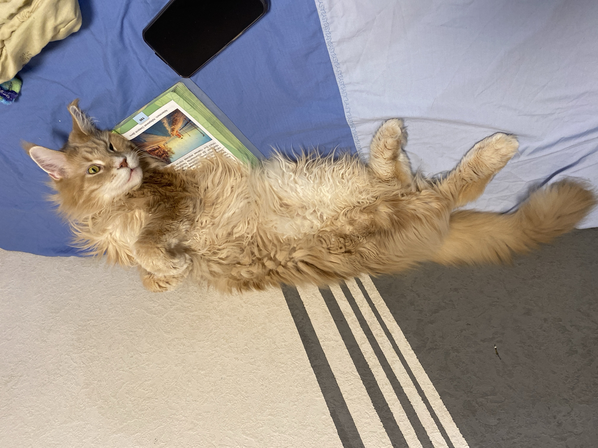 A long-haired ginger cat lies on its side on a blue bedspread, with its head resting on a book. A black smartphone is also on the bed. The bottom of the image is a wall with grey and white diagonal stripes. The text on the book mentions "Архангельск" and "Петербурга", which are locations in Russia.
