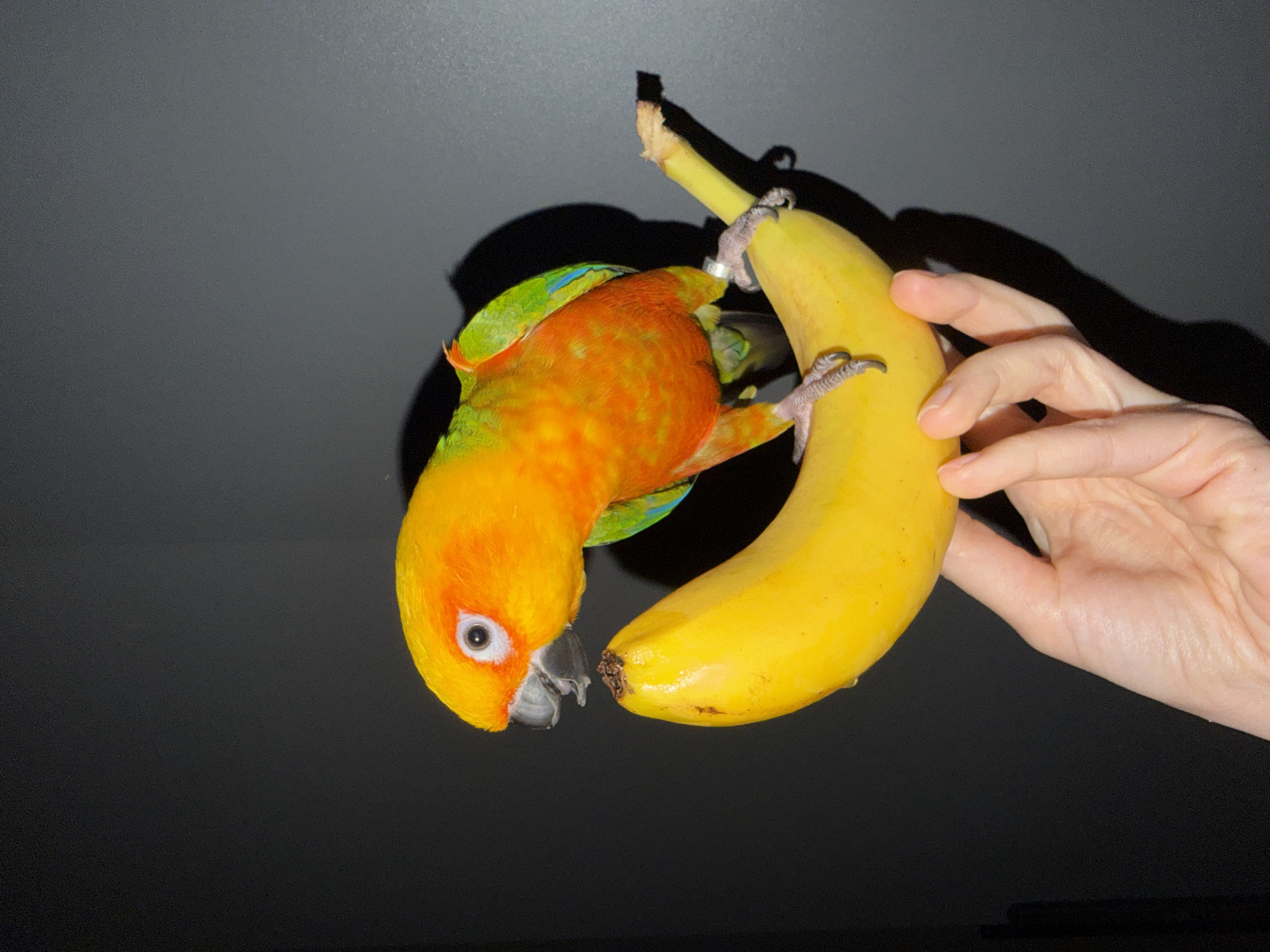 A hand holds a yellow banana. A yellow, orange, and green Sun Conure parrot perches on the banana, facing the tip. The location is unknown and there is no indication the location is Khimki, Russia. The background is a dark gray wall. The banana and parrot cast a shadow on the wall.