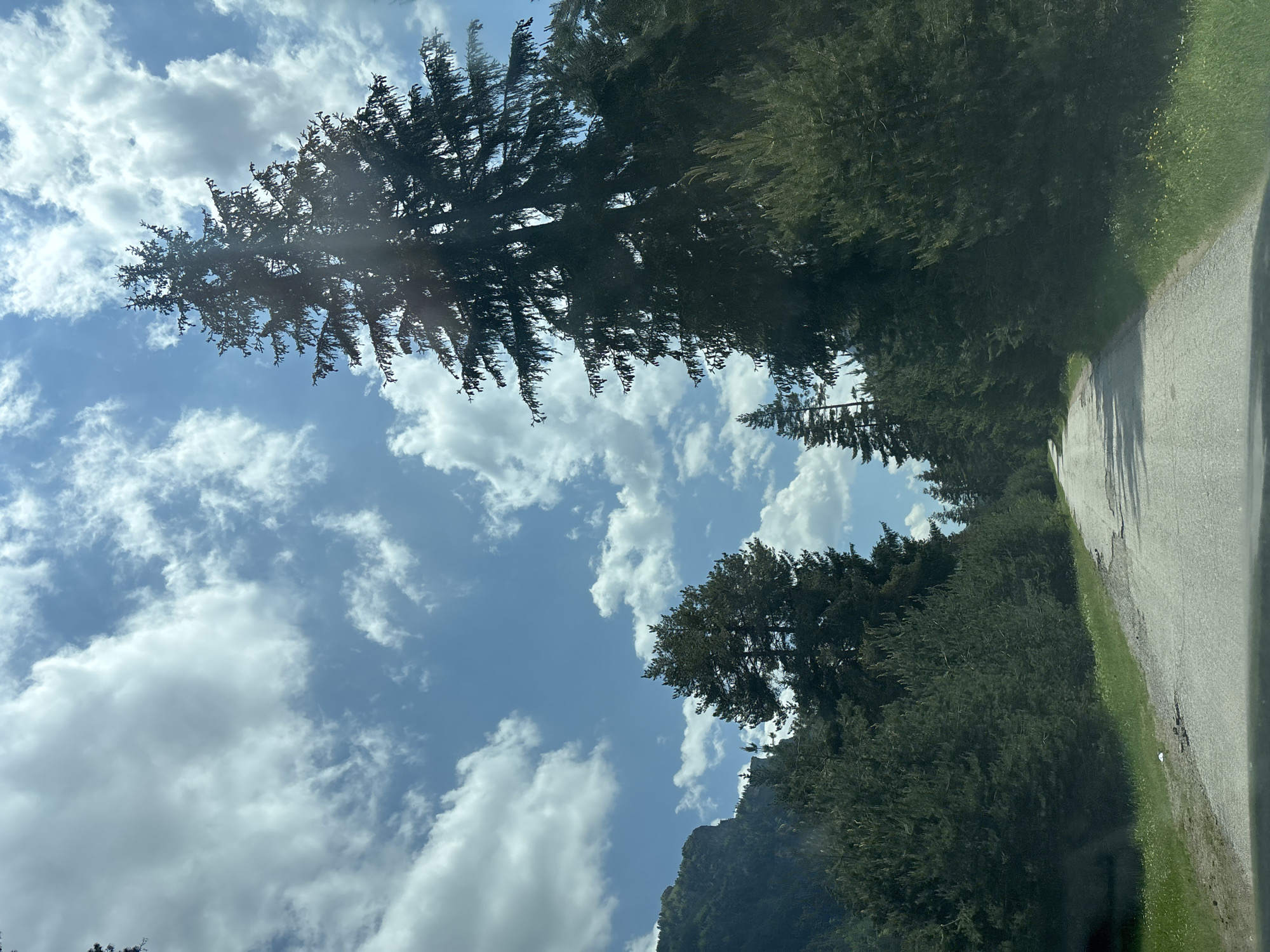 The image captures an outdoor scene from a low vantage point, likely from a moving vehicle, in Beli Iskar, Bulgaria. A narrow, two-lane paved road, appearing light grey and showing signs of wear and cracking, extends into the background, curving slightly. Green grass and sparse wildflowers line the immediate shoulders of the road. A small piece of white debris is visible on the left shoulder. Dense coniferous forest flanks both sides of the road. On the right, a very tall evergreen tree, silhouetted against the sky, stands prominently with sun glare visible through its upper branches. Further back on the left, another large evergreen tree is present. A steep, rocky mountain slope, partially covered with vegetation, is visible on the far left of the frame. The sky, occupying the upper portion of the image, is clear blue with numerous scattered white cumulus and cirrus clouds. No individuals or animals are present in the scene.