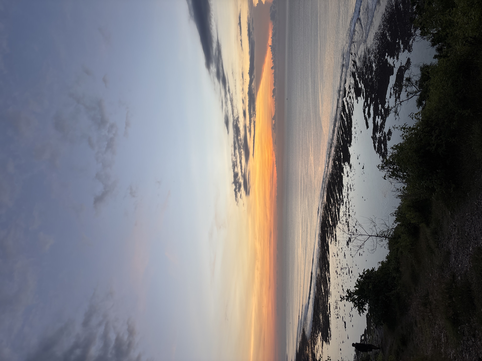 This image depicts a serene coastal landscape during either sunset or sunrise. The horizon line clearly separates a vast sky from a calm body of water, likely a sea or ocean.
The sky transitions from a soft blue-grey with scattered, wispy clouds on the left to vibrant oranges and yellows closer to the horizon on the right, indicating the low angle of the sun. Streaky, darker clouds are also visible against these warm hues. The water below mirrors the sky's colors, appearing smooth with subtle reflections.
The shoreline on the right side of the image features areas of exposed dark ground, possibly mud flats or rocks, suggesting low tide. Further to the right, a strip of land rises slightly, covered in dense, dark green foliage and bushes, with the skeletal branches of a bare tree prominent. A lone, silhouetted figure, likely a person, stands near the water's edge in the bottom right corner, partially obscured by the foreground vegetation. The overall scene conveys a sense of tranquility and natural beauty. There is no visible text in the image.