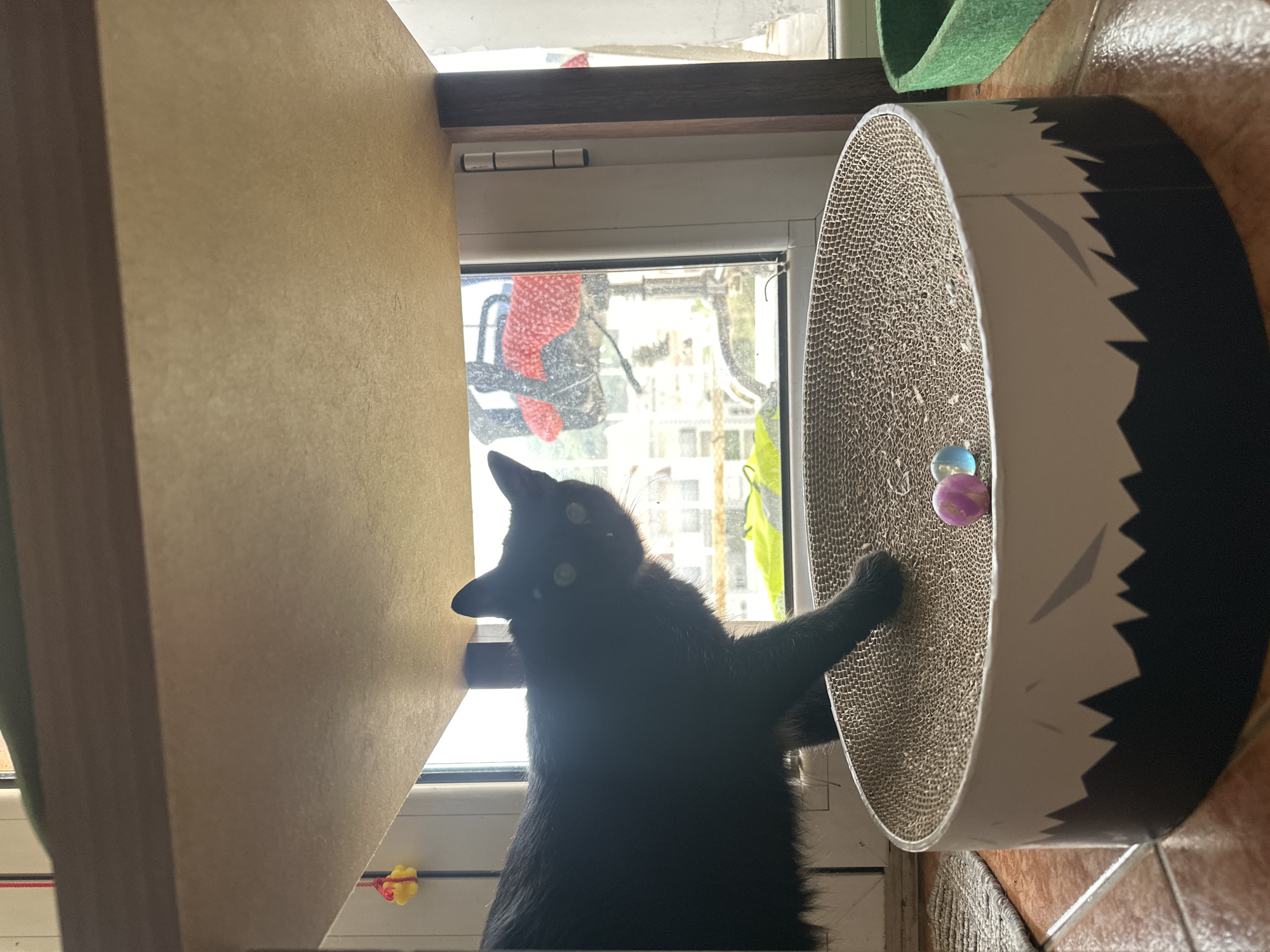 An indoor, vertical shot shows a black cat actively playing near a window. The cat is largely silhouetted against the bright daylight streaming through the window, with its prominent green eyes looking upwards and to the left. Its right paw is extended onto a circular, corrugated cardboard cat scratcher or toy, which contains two small balls (one blue, one pink/purple).
The scene appears to be a cozy domestic setting, likely a home. To the left, a light brown wooden shelf or platform partially frames the image. Behind the cat, the window offers a glimpse of the outside world, revealing what looks like parts of other buildings, some greenery, and a red object or furniture piece. Above the scratcher on the right, a section of a green, felt-like cat bed or platform is visible. The floor beneath the scratcher seems to be tiled, with a patterned rug also partially visible.
The time of day is daytime, evidenced by the bright natural light. The cat seems engaged and focused on its play. There is no visible text in the image. While the location context is provided as Budva, Montenegro, no specific visual cues within the image confirm this.