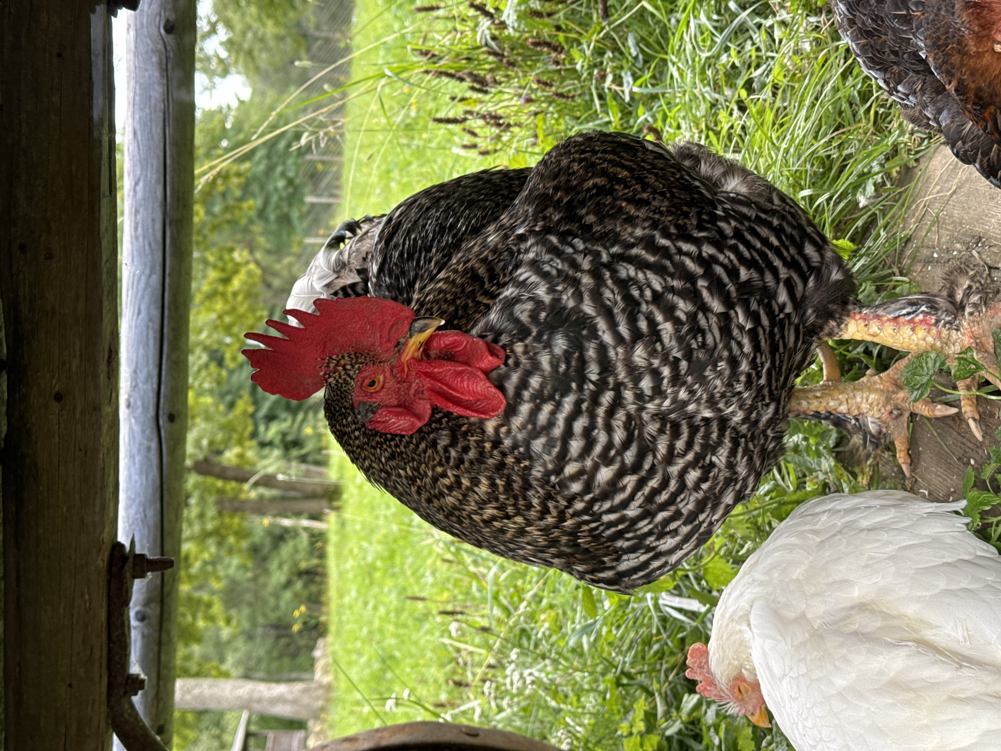 A close-up, vertical shot captures a barred rock rooster in the foreground, its head turned slightly to the left, revealing a bright red comb and wattle. The rooster's body is mostly covered in black and white barred feathers. To the left of the rooster, a white hen is partially visible, its head tucked in, appearing to rest. Both birds are positioned on a wooden surface, with a backdrop of lush green grass and trees. The scene appears to be outdoors, possibly in a rural or farm setting, with some wooden structures and a fence visible in the distance. The lighting suggests it is daytime, with soft shadows indicating an overcast sky or diffused sunlight. The image does not provide any specific information about its location in Veliky Novgorod, Russia, or any other city.
