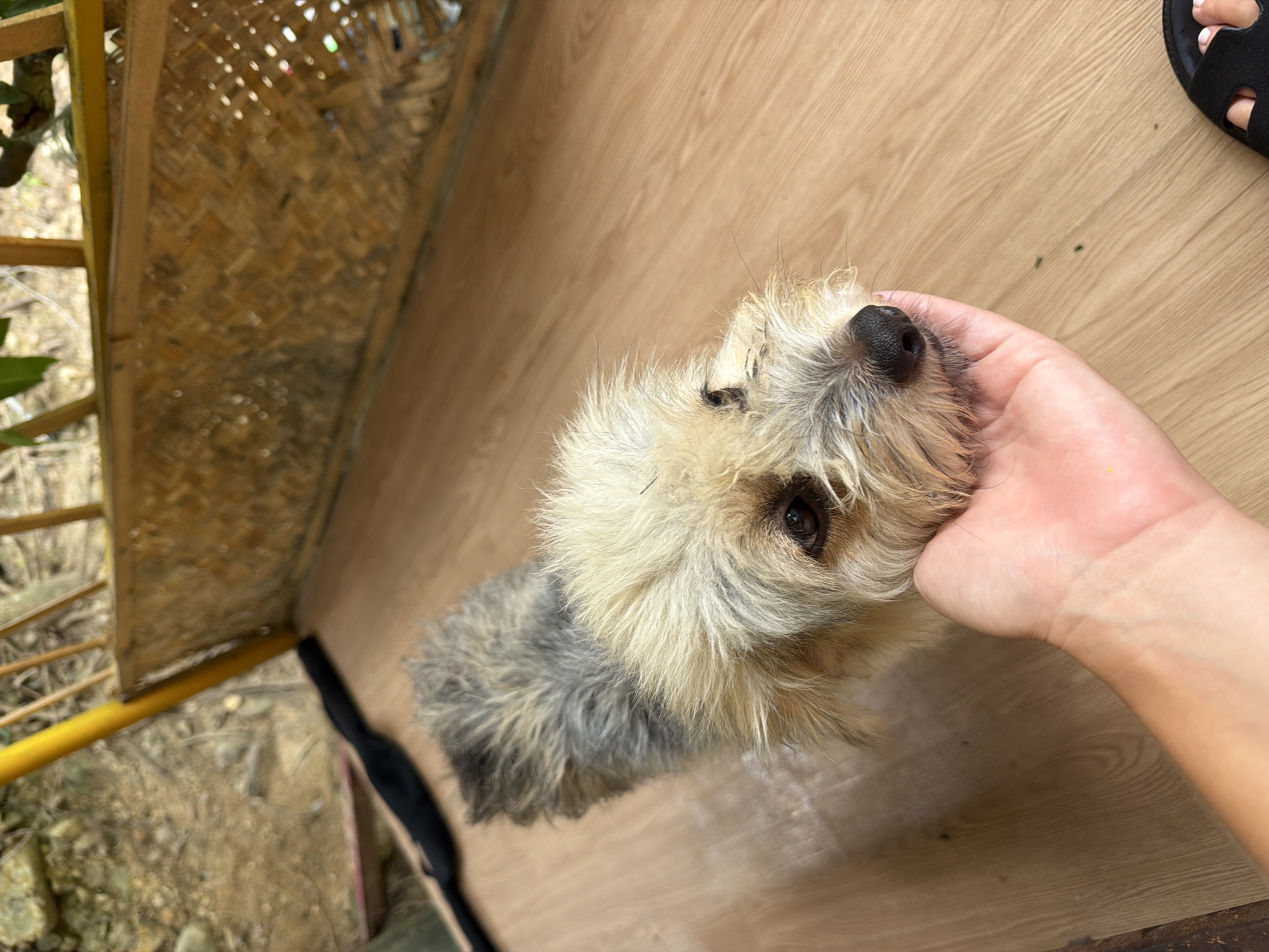 A shaggy, medium-sized dog with tan and gray fur rests its head on a person's hand. The dog's fur appears somewhat matted and messy, particularly around its face. Its eyes are dark brown and its nose is black. The dog is lying on a light brown wooden floor. Behind the dog and to the right is a woven bamboo bench with yellow metal legs. The background to the left is blurred, showing rocky ground and some greenery. The overall setting appears to be outdoors, possibly on a porch or patio. The image is taken from a high angle looking down at the dog and the hand. The scene is consistent with a location in Nha Trang, Vietnam, possibly a resort or a residential outdoor area.