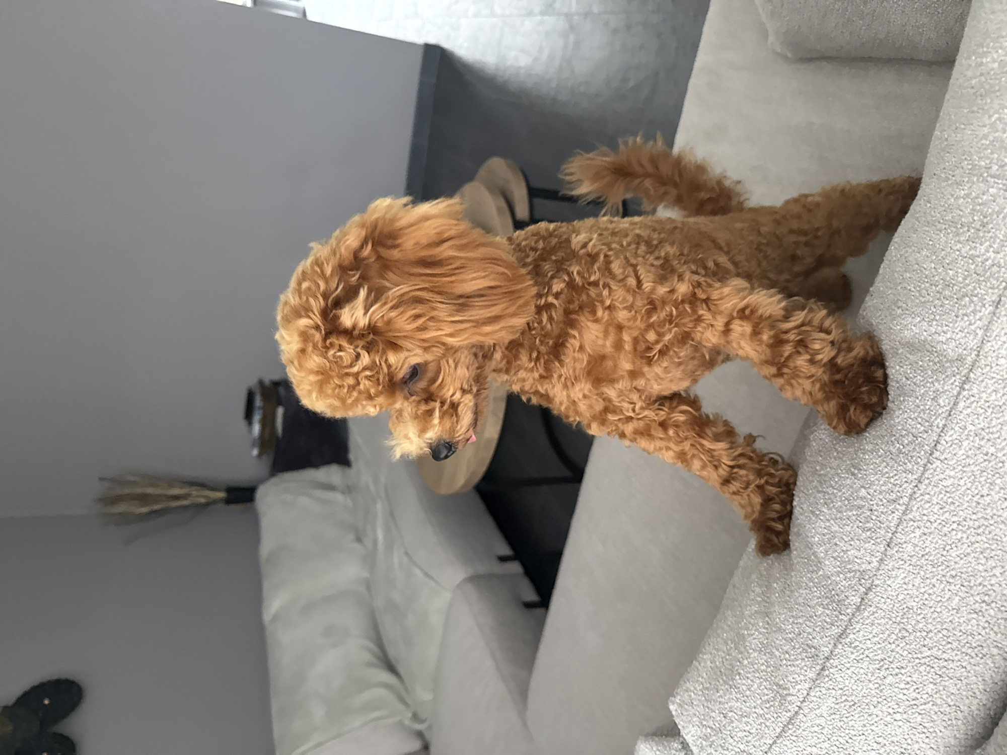 A toy poodle stands on its hind legs on a light-colored sectional sofa in a modern living room. The dog is reddish-brown with curly fur and its tongue is slightly visible. Behind the dog, a large, white sectional sofa occupies the background, with a wooden coffee table featuring a dark metal base. A black vase with dried reeds sits on a side table. The walls are a neutral gray, and the floor is dark. The overall environment suggests a domestic setting in the city of Marum, Netherlands.