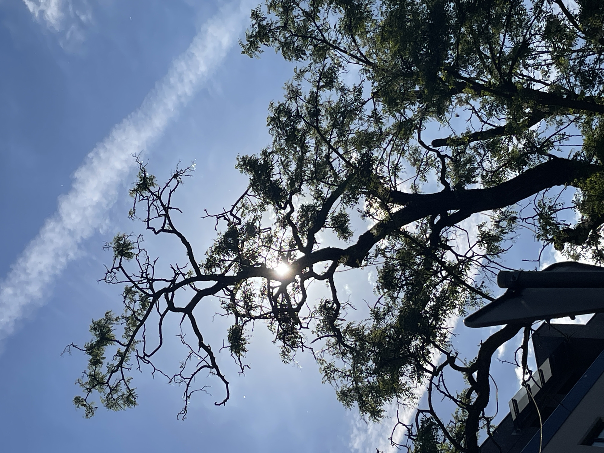 The image depicts a view looking up towards a tree with branches and leaves silhouetted against a bright, sunlit sky. There are streaks of clouds (likely contrails) visible in the blue sky. The sun is shining through the tree branches, creating a starburst effect. In the bottom right corner, a portion of a building or structure is visible, with what appears to be an antenna or satellite dish extending from it.