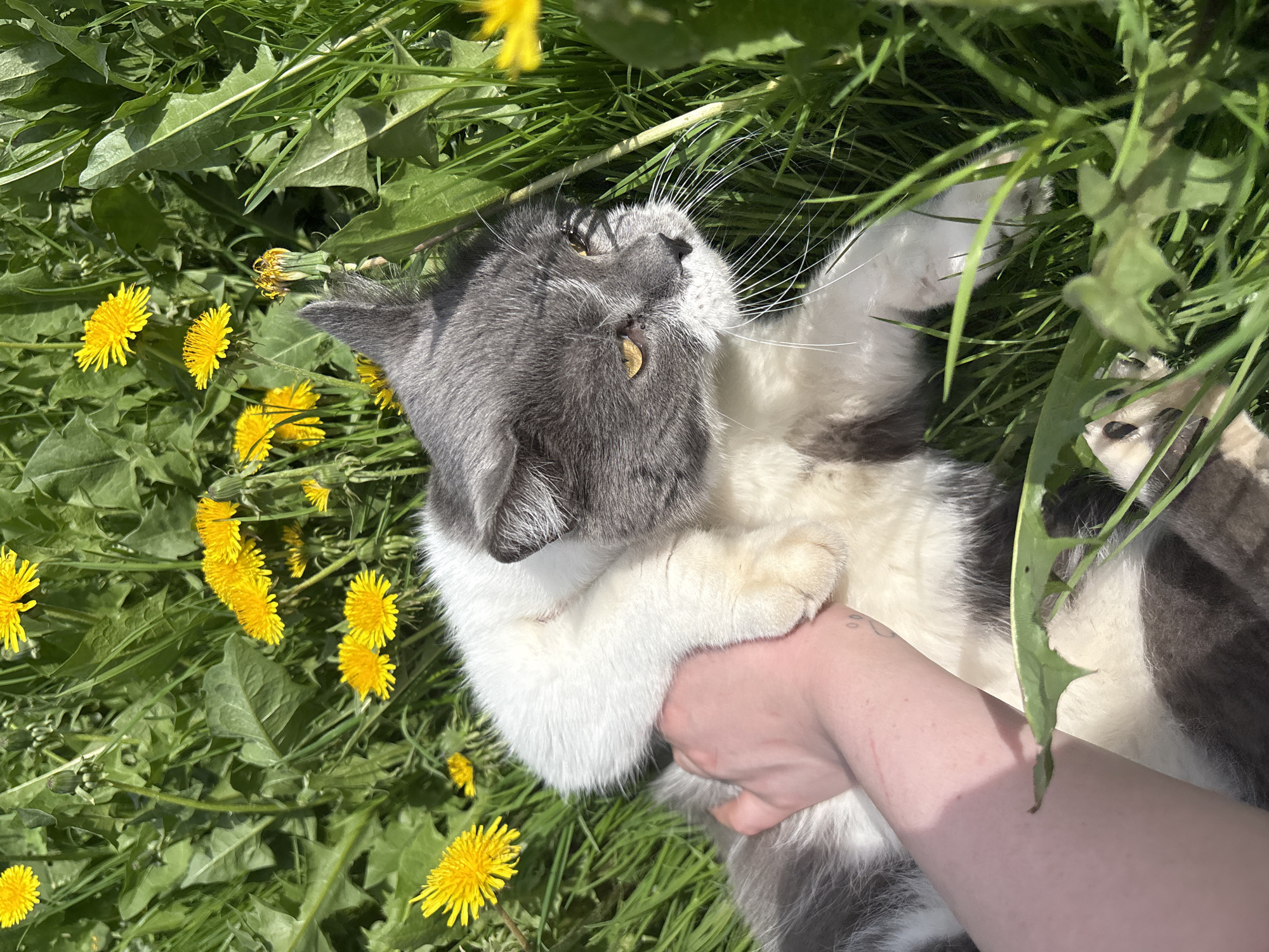 A gray and white cat lies on its back in a field of dandelions and other greenery. A human hand holds the cat's white chest fur. The cat's head is turned upwards, eyes open, with whiskers extended. The scene is outdoors in daylight. There's no information given that the location is in the city of Lukintsy, Russia.