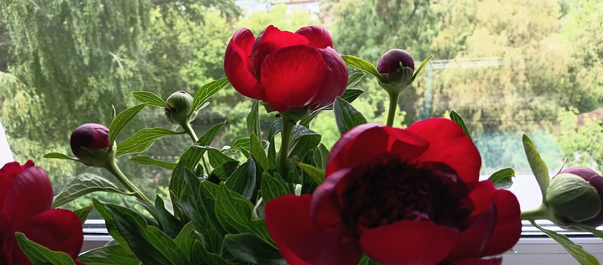 A close-up shot shows a vibrant arrangement of red flowers and buds, with lush green leaves, set against the blurred backdrop of trees and possibly a building, viewed through a window. The location is unspecified.