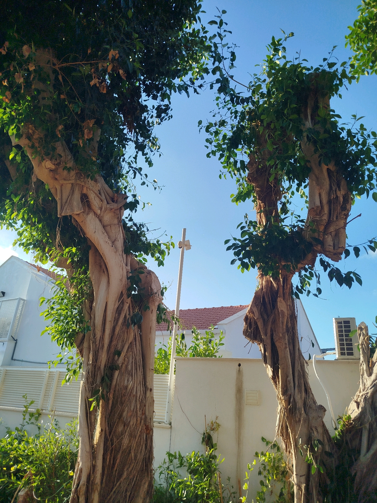 The image depicts an outdoor scene in Ashkelon, Israel, featuring two large trees with thick, gnarled trunks. The trees are positioned in the foreground, with their branches extending upwards and outwards, silhouetted against a clear blue sky. The trunks are textured and appear to be an older variety of fig tree, with exposed aerial roots cascading down. Lush green foliage adorns the upper parts of the trees, with some dry leaves interspersed.
Behind the trees, a white wall runs horizontally across the frame, with a segment of a red-tiled roof visible above it. To the left, a white building with a sloped roof and a window grille is partially visible. To the right of the wall, a white outdoor air conditioning unit is mounted. The ground area in front of the wall is covered with dense green vegetation and smaller plants. A white pole with some sort of fixture is visible between the two trees. The overall impression is a residential backyard or garden area. No people are present in the image.