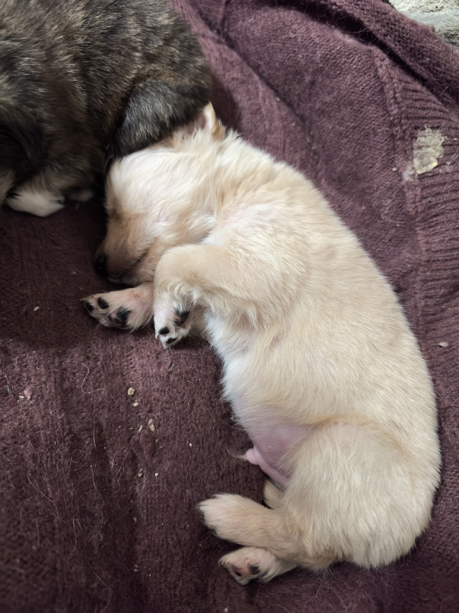 A pale puppy with black toe beans is curled up asleep on a maroon-colored, knit fabric. Another puppy, with brown and white fur, is partially visible to the left of the pale puppy. The knit fabric is covered in small debris. The location is Avren, Bulgaria.