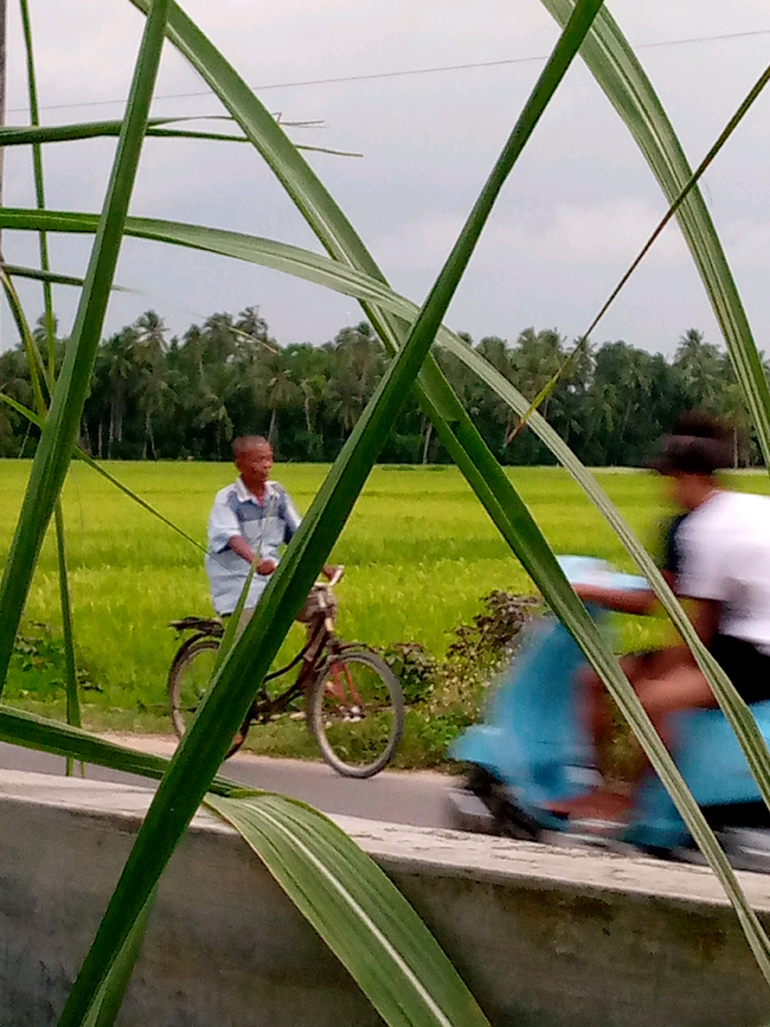 An elderly man is riding a bicycle past a field of green crops. The man is wearing a blue and white striped shirt and is looking to the right. The bicycle is brown and has red wheels. There are trees in the background and a cloudy sky. In the foreground, there are green leaves of a plant obscuring part of the image. To the right of the bicycle rider, another person is visible on a blue scooter, though they are motion-blurred and indistinct. The scene appears to be in a rural area.