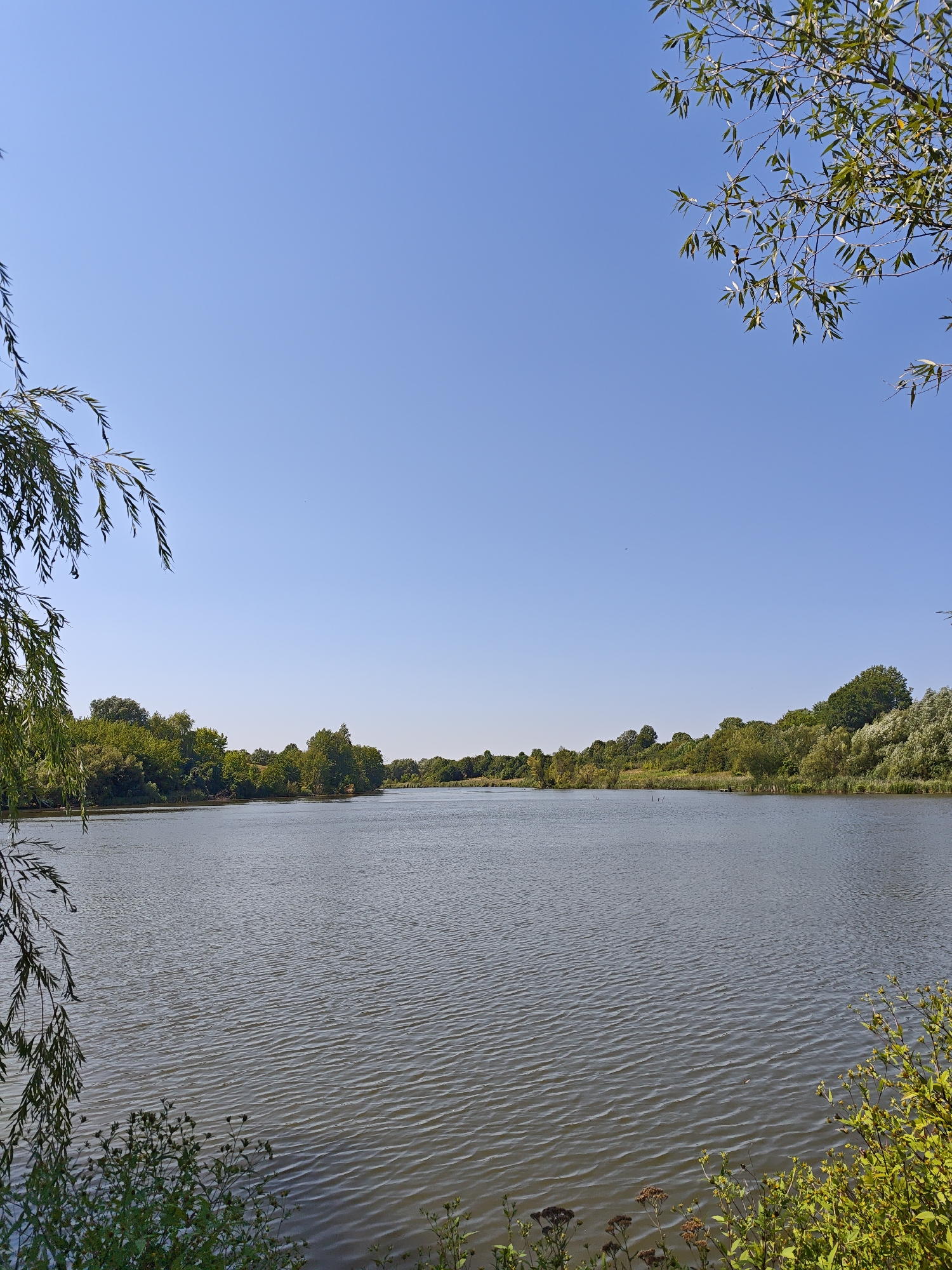 The image shows a wide, calm body of water, likely a lake or reservoir, under a clear blue sky. The water's surface is slightly rippled. The far bank of the water is lined with a dense growth of lush green trees and vegetation, creating a natural shoreline. In the foreground, on the left side, is a weeping willow tree with long, drooping branches and green leaves. On the right side, in the foreground, there is some low-lying green foliage and a few dried seed heads. The overall scene depicts a tranquil natural environment, likely a park or a recreational area. The location is identified as Parkhomivka, Ukraine. There are no people or animals visible in the image.