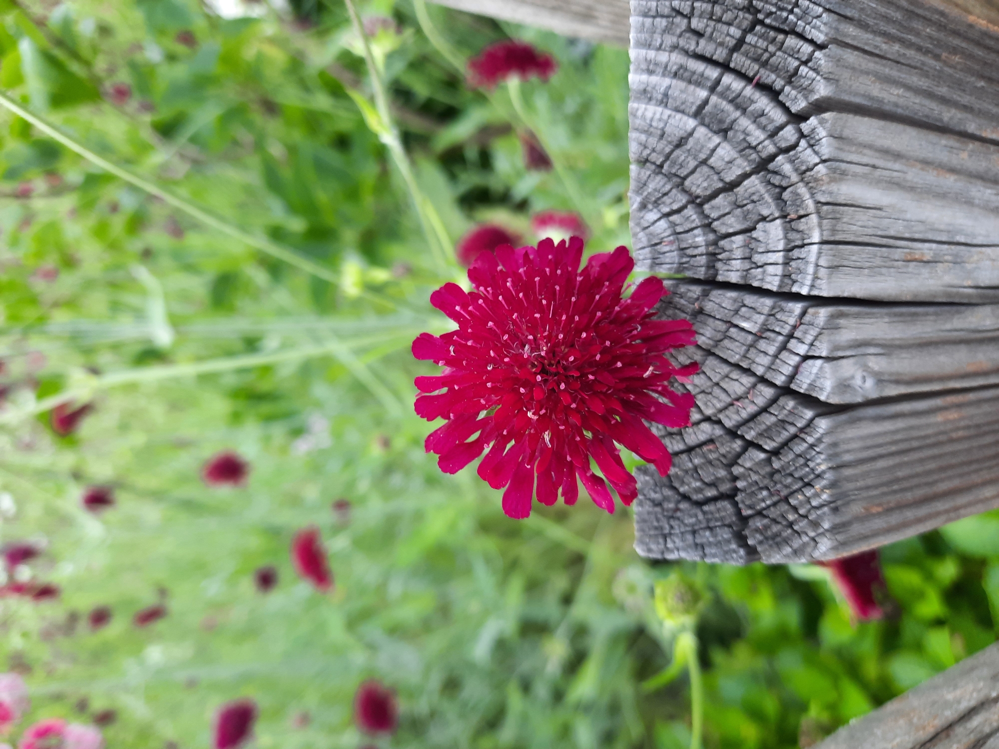 A close-up, eye-level shot showcases a single, vibrant magenta flower with intricate petals, positioned centrally on top of a weathered, grey wooden post. The post, with its distinct growth rings and cracks, occupies the lower foreground of the image. In the blurred background, a garden scene unfolds with more magenta flowers scattered amongst lush green foliage, suggesting an outdoor setting, possibly a park or garden in Rosenheim, Germany. The lighting appears natural, casting soft shadows. No people or animals are visible.