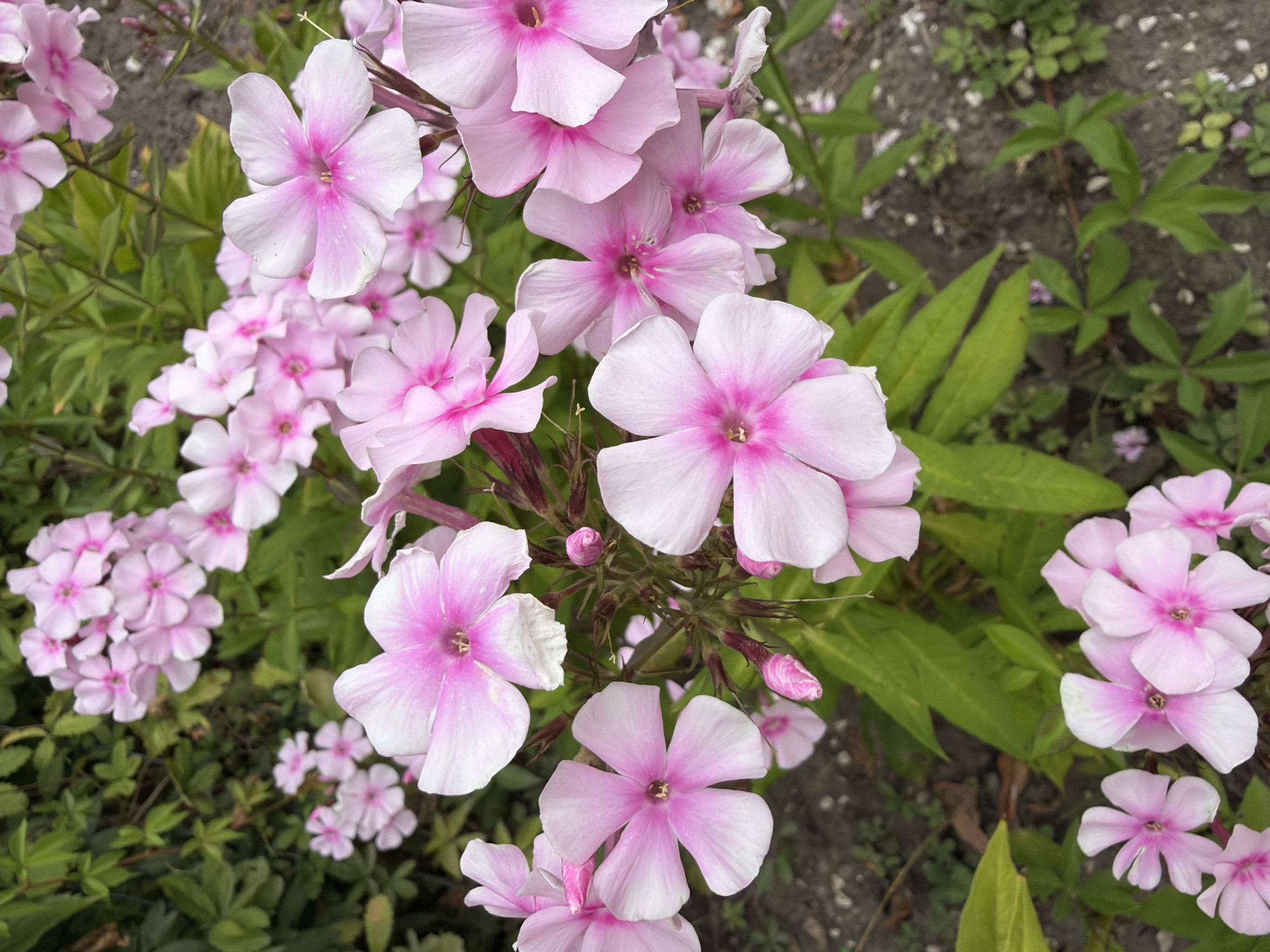 This is a close-up, top-down shot of a cluster of pink phlox flowers in a garden setting. The flowers are delicate, with five petals each and a darker pink center. Some of the flowers are fully bloomed, while others are still in bud formation. They are arranged on thin green stems. The background consists of green foliage and dark soil, with a few scattered small green plants and some pebbles. The lighting suggests it is daytime, and the overall mood is serene and natural. The image appears to be taken outdoors, possibly in a garden in Bayreuth, Germany, given the location context. There is no text visible in the image. The focus is entirely on the floral subject, highlighting the beauty and detail of the blossoms and their immediate surroundings.