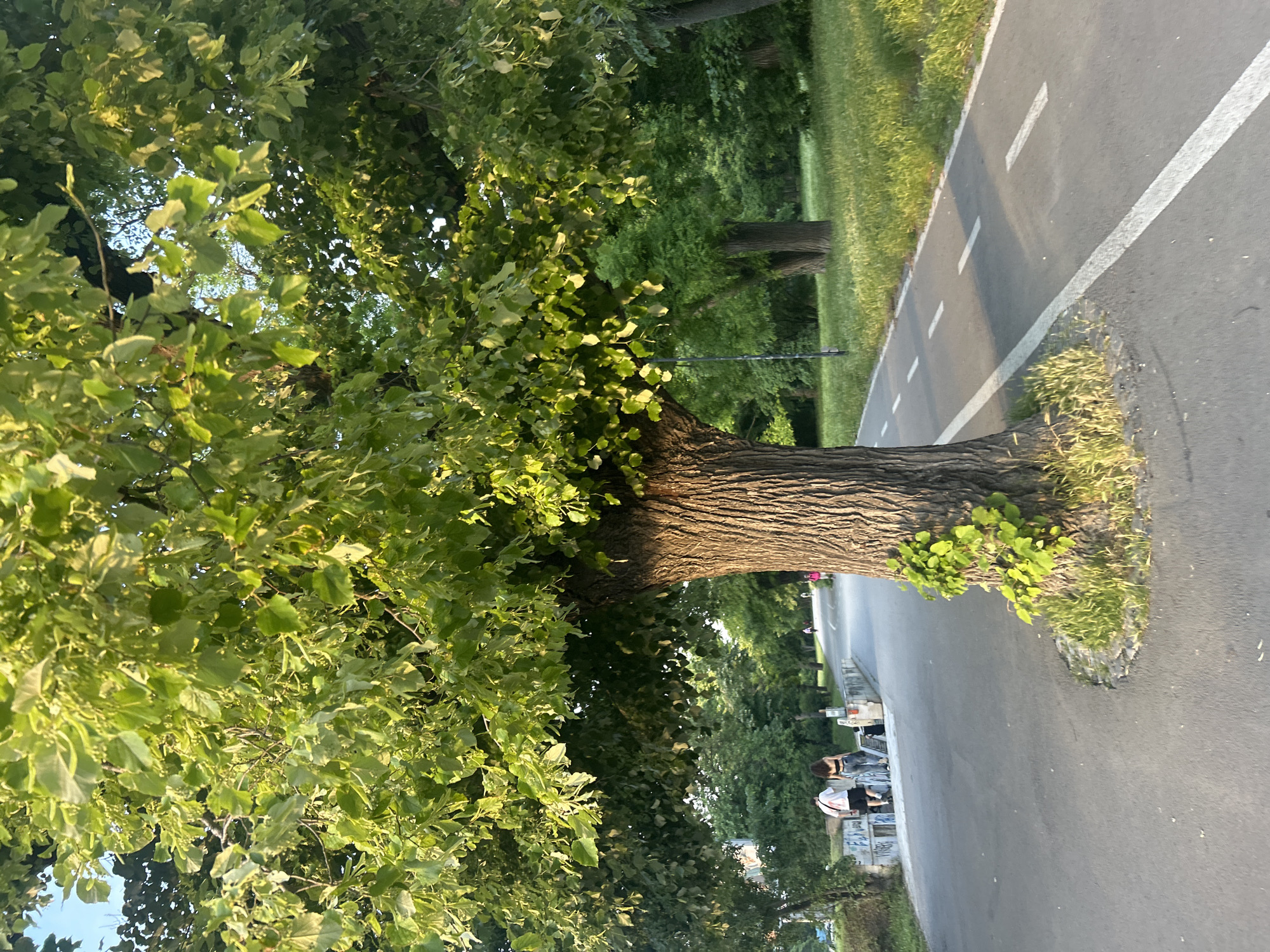 The image depicts an outdoor scene within a park or green space in the city of Unknown, Unknown, likely during the late afternoon or early evening due to the warm, directional sunlight and cast shadows. The prominent feature is a large, mature deciduous tree with a thick, deeply furrowed brown trunk, centrally located towards the right and extending with dense green foliage across the upper half of the frame. A patch of vibrant green new growth or vines is visible at the base of the tree's trunk on the left side.
An asphalt path divides the lower portion of the image. The right side of the path features a solid white line bordering a narrower lane marked with dashed white lines, characteristic of a cycling or dedicated pedestrian lane. The left side of the path is wider and unmarked, suggesting a general walking area.
Two individuals are walking away from the viewer on the wider, left section of the path in the mid-ground. The person on the left is male, wearing a white t-shirt and dark shorts, with a white bag slung over the right shoulder. The person on the right is female, wearing a black crop top and light-colored jeans. Further down the path, several other indistinct figures are visible in the background, some on the right-hand lane, suggesting more people are utilizing the path. One distant figure on the right appears to be wearing pink attire.
To the right of the path, a manicured grassy area extends into the background, dotted with additional trees featuring brown trunks and green canopies. To the left of the path, beyond the two walking individuals, there is a low concrete wall or barrier covered in graffiti, with more dense greenery and trees beyond it. A small section of clear blue sky is visible through the tree canopy in the upper left corner. Sunlight illuminates the upper leaves of the main tree and casts elongated shadows across the path, particularly on the right lane, consistent with a low sun angle from the left side of the frame.