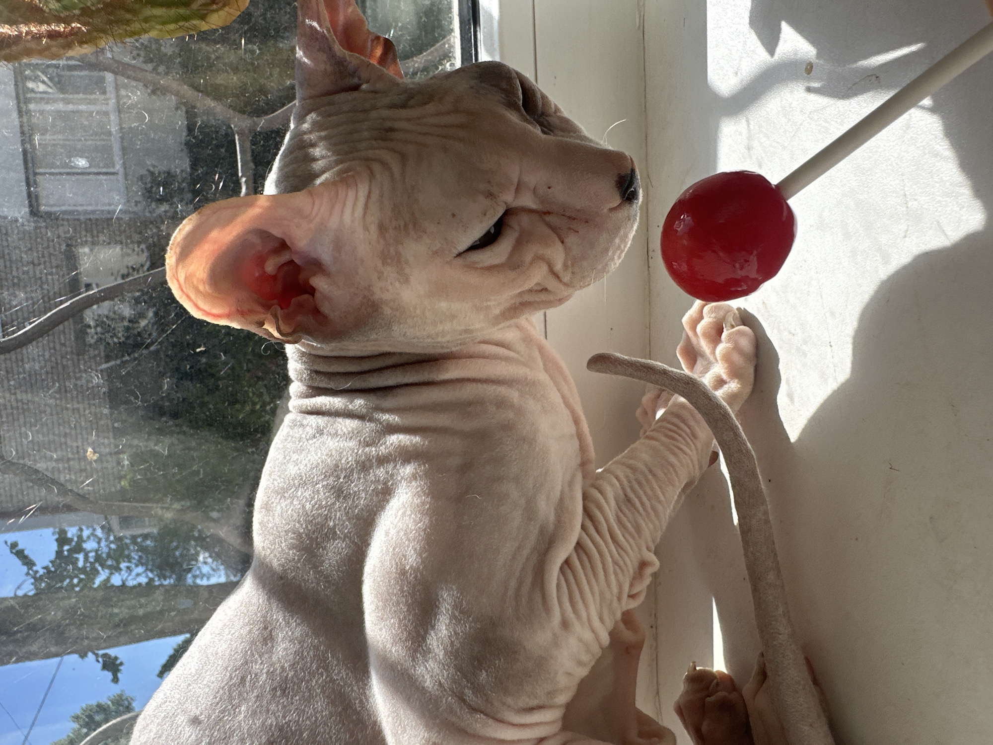 In Togliatti, Russia, a hairless cat, likely a Sphynx breed, is positioned on a windowsill indoors. The cat is facing a red lollipop, which rests on a white surface. The cat's head is tilted down, and its eyes appear partially closed. Sunlight streams through a window, casting shadows on the scene and illuminating the cat's wrinkled skin and large, prominent ears, which are translucent from the light. The background shows a view of trees and buildings through the window, suggesting an urban environment. The lollipop is held by a thin white stick. The cat's tail is curled, and its paws are visible. The overall impression is of a curious cat observing an unusual object.