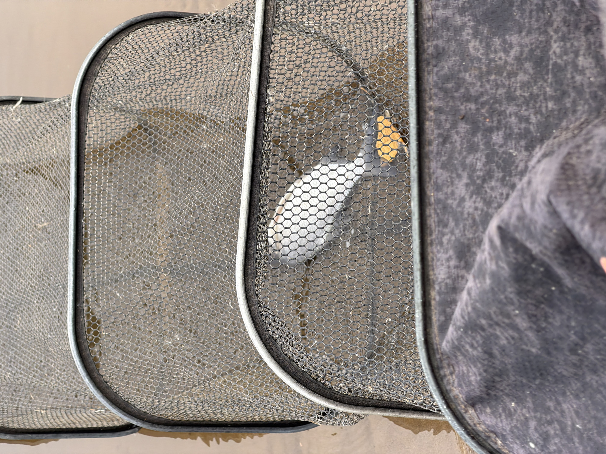Multiple dark-colored fishing keepnets, constructed from fine hexagonal mesh and framed with metal, are arranged in a horizontal line, partially submerged in murky brown water. One silvery-white fish, exhibiting a yellowish-orange tail fin, is clearly visible through the mesh of one of the nets, indicating it is being held within. The nets appear to be standard fishing equipment, possibly for keeping caught fish alive or for sorting fish in an aquaculture setting. On the far right, a blurry, dark grey or black textured fabric, possibly part of clothing or a bag, hints at human presence nearby. The scene is set outdoors during daytime, suggesting an activity related to fishing or fish farming in Chaikovsky, Russia. There is no discernible text or explicit emotional content in the image.