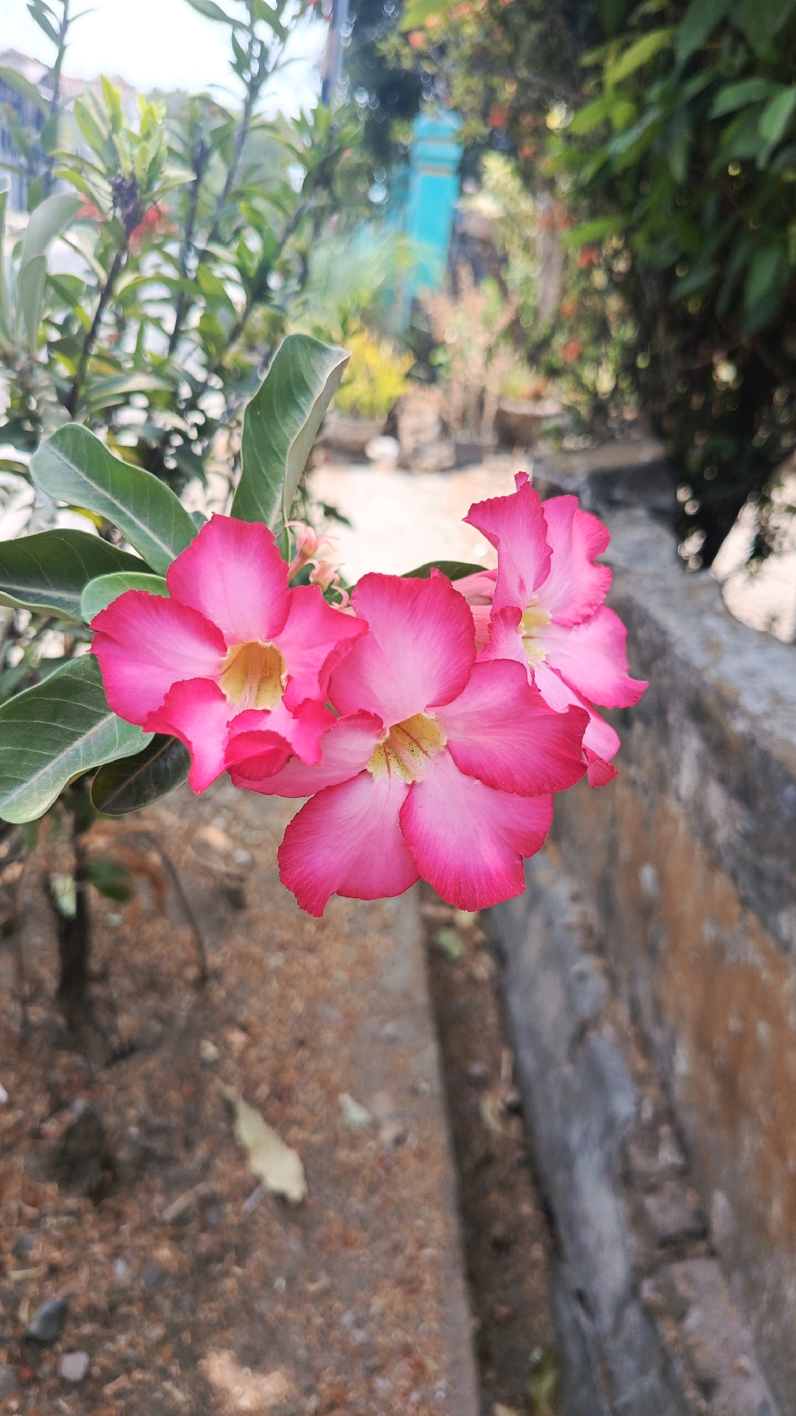 A close-up, vertical, outdoor, natural light photograph features a cluster of bright pink desert rose flowers in full bloom, with their delicate petals unfurling. The flowers are positioned on the left side of the frame, with their glossy green leaves providing a stark contrast to the vibrant blossoms. In the background, out of focus, is a concrete structure, possibly a wall or a raised garden bed, with a rough, textured surface. The ground is covered with dry soil and scattered brown leaves, suggesting a dry or arid environment. The overall scene is one of natural beauty, with the flowers serving as the primary focal point. The location is identified as Patihan Wetan, Indonesia.