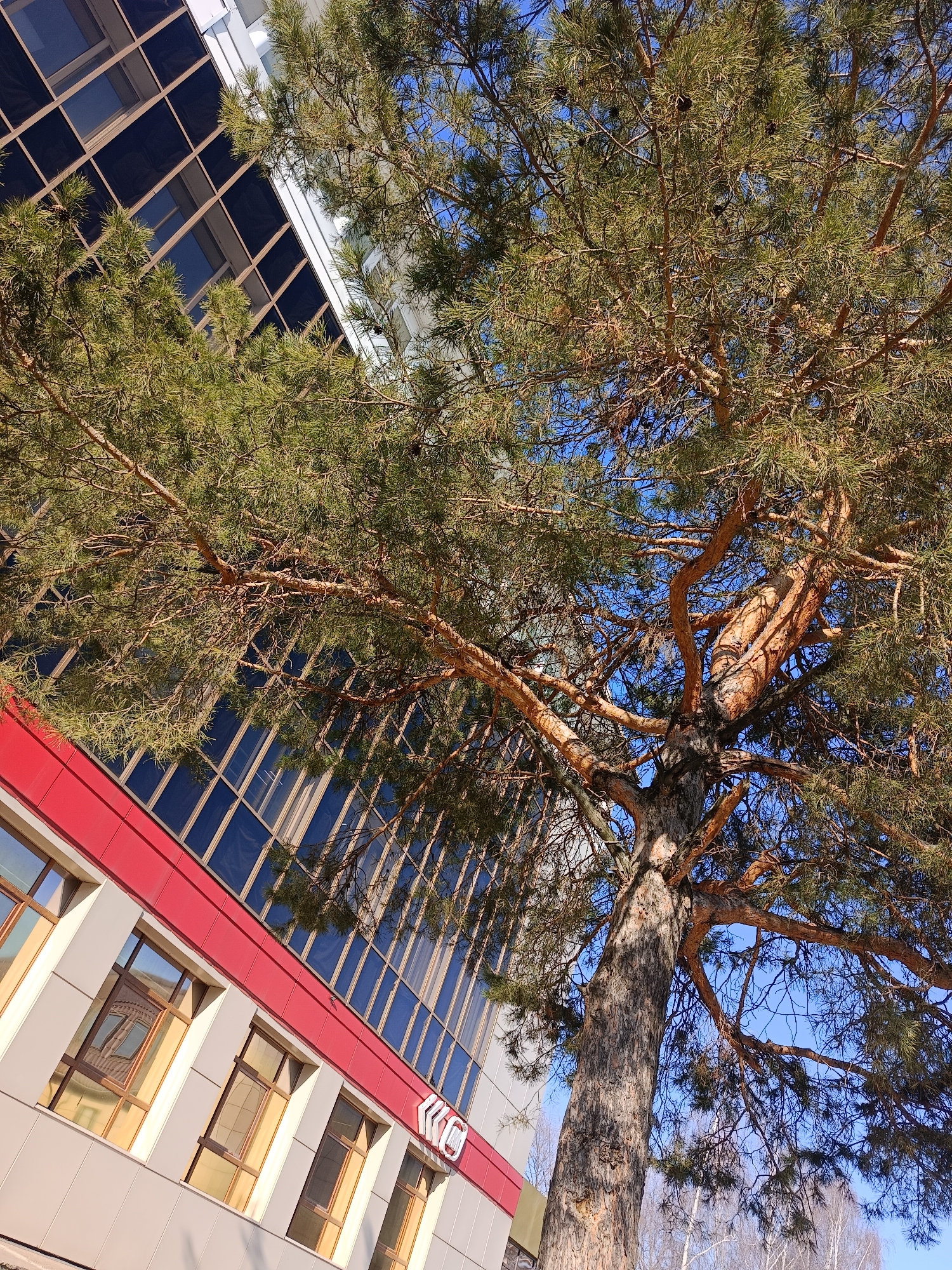 A low-angle shot captures a tall evergreen tree with dense foliage situated near a modern office building. The building features reflective glass windows and a red band running along its facade. The tree’s trunk is thick and textured, and its branches extend across the frame, partially obscuring the building. The sky visible through the tree's branches is a clear blue. The location is in the city of Unknown, Unknown.