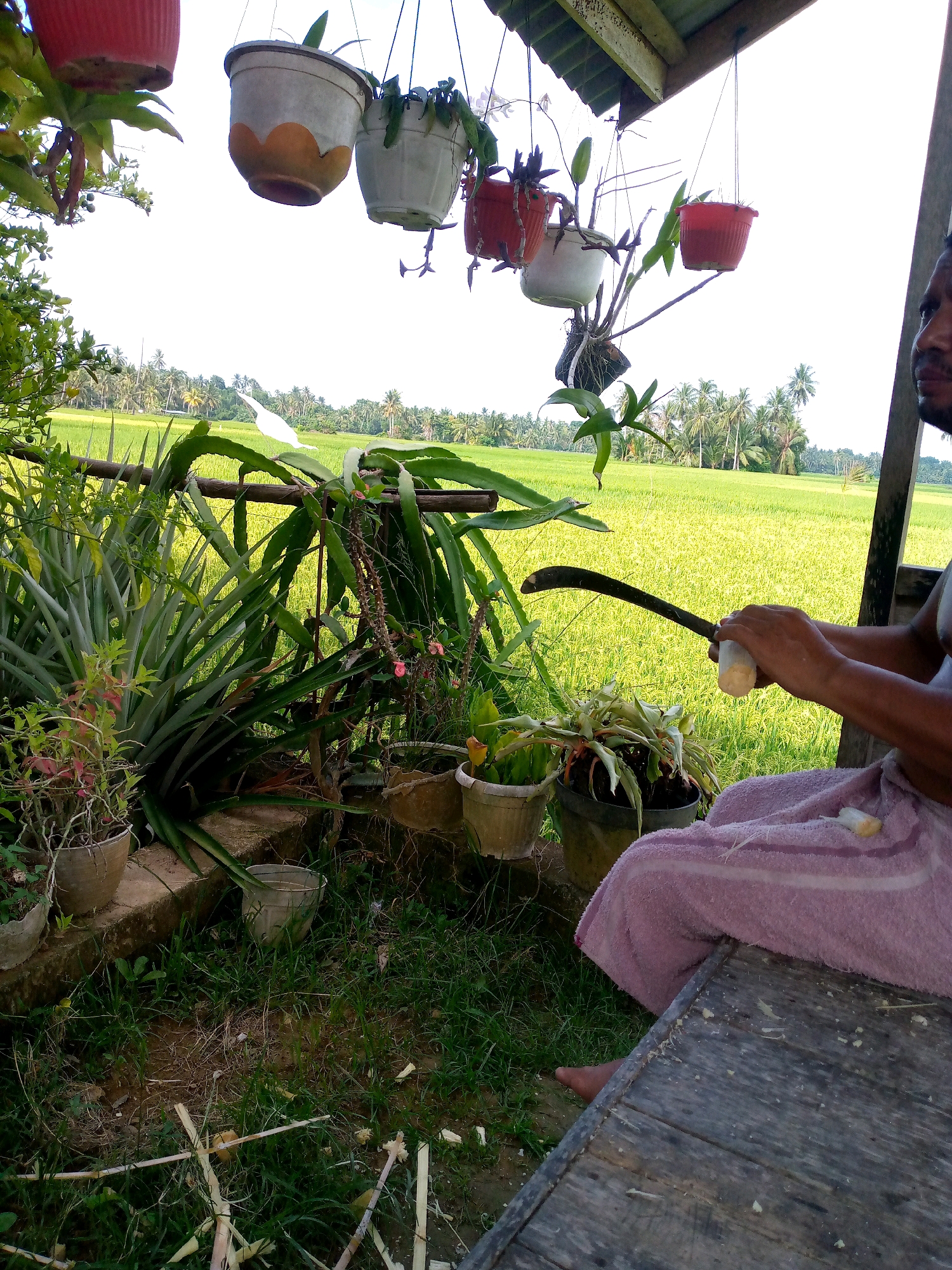 A person, partially visible on the right side of the frame, is seated on a wooden bench and appears to be cutting something with a sickle. The person is draped in a pink towel and their hands are holding a white object and the sickle. In the background, a vibrant green rice field stretches out, dotted with numerous palm trees under a bright sky. Various potted plants are scattered around the foreground, with some hanging from an overhead structure. The overall setting suggests a rural outdoor environment.