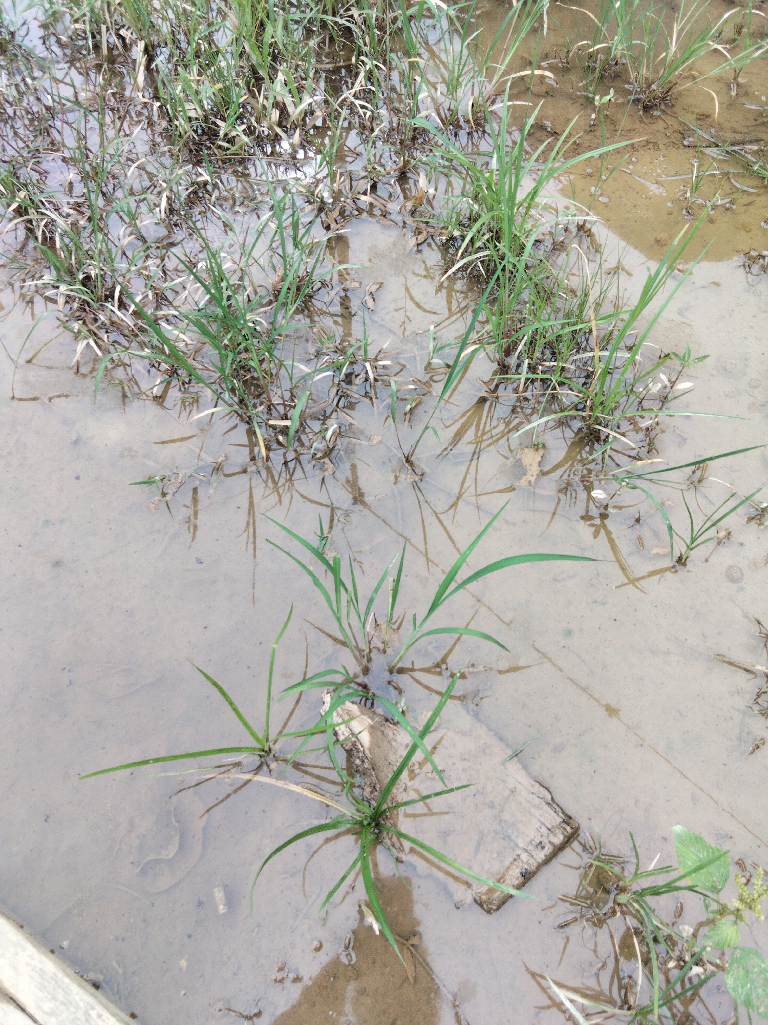 This image depicts a muddy, waterlogged area with clumps of grass growing from the mud. There is a piece of wood submerged in the water. The scene appears to be outdoors, possibly in a rural or undeveloped area. The image was taken in the city of Benuaraja, Indonesia. There are no people visible in the image. The environment is characterized by the presence of water, mud, and vegetation.