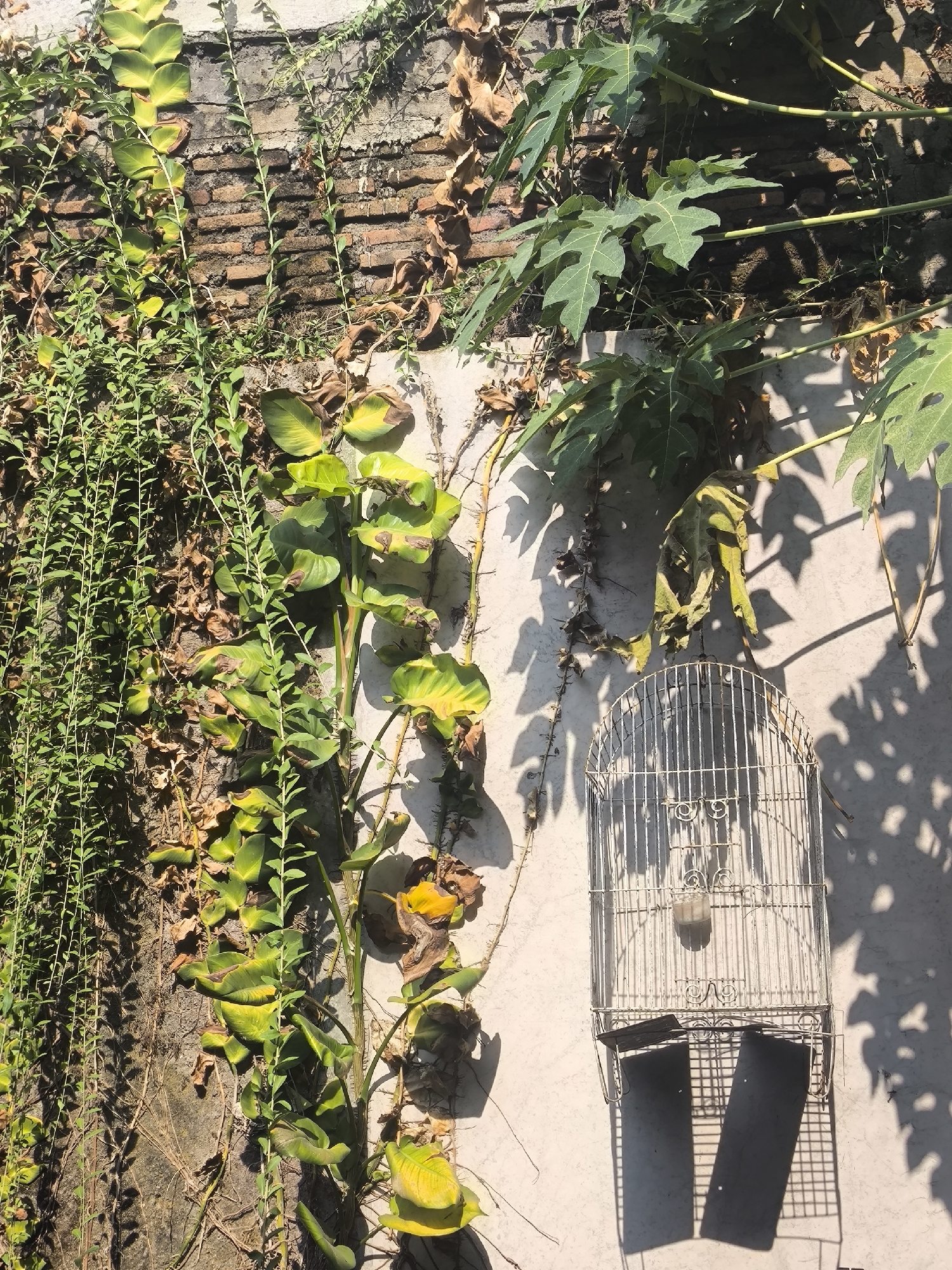 The image depicts a weathered brick wall partially covered by vibrant green vines and dry, brown foliage. In the lower right portion of the frame, an ornate, white wire birdcage hangs against a light-colored, textured surface, possibly a stucco wall. The sunlight casts distinct shadows of the vines and the birdcage onto the wall, creating a dappled effect. The scene appears to be outdoors, with hints of tropical vegetation, suggesting a warm climate. The birdcage is empty and appears to be an decorative element rather than an active enclosure. The overall impression is one of neglect and the encroachment of nature onto man-made structures. The location is identified as Gentan, Indonesia.