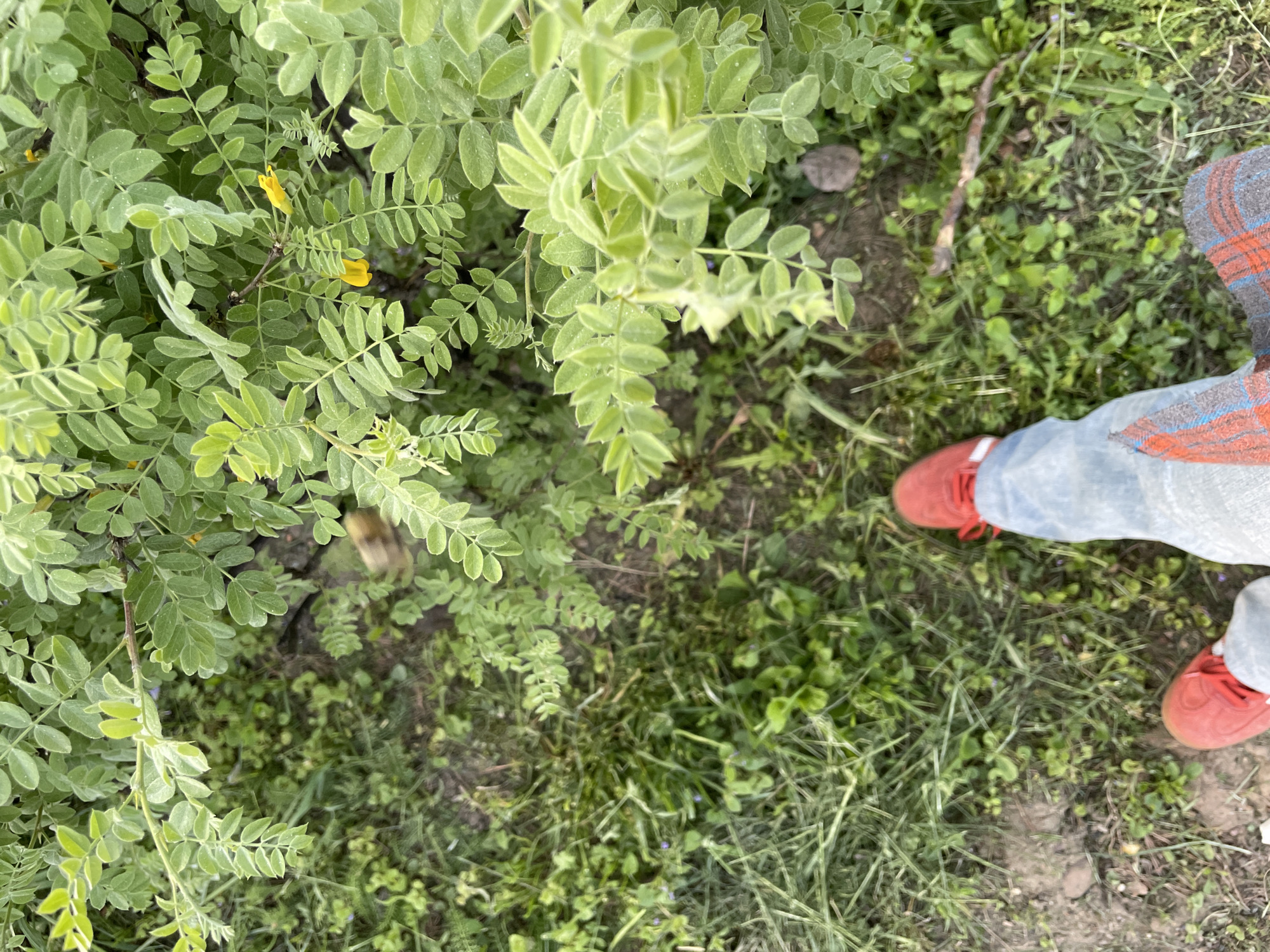 An overhead shot captures a person standing amidst lush green foliage and ground cover. The scene is outdoors, resembling a garden, a field, or an overgrown path.
On the left side, dense green bushes dominate, characterized by numerous small, oval, pinnately compound leaves. Scattered among these leaves are several small, vibrant yellow, pea-like flowers, indicating a plant likely belonging to the legume family, possibly Caragana given the location context of Zheleznogorsk, Russia. The leaves appear slightly fuzzy or textured.
On the right side of the frame, the lower legs and feet of a person are visible. The person is wearing light blue jeans, rolled or cuffed above the ankle, and bright red sneakers with white soles and laces. A garment with a red, orange, and grey/blue plaid pattern, likely a shirt or jacket, is visible around the person's lower torso area, partially obscuring the jeans.
The ground beneath and around the person is covered with a mix of green grass, various small weeds, and patches of exposed soil. Natural light suggests it is daytime. There is no visible text in the image. The activity depicted is simply the presence of a person standing or walking within this natural setting.