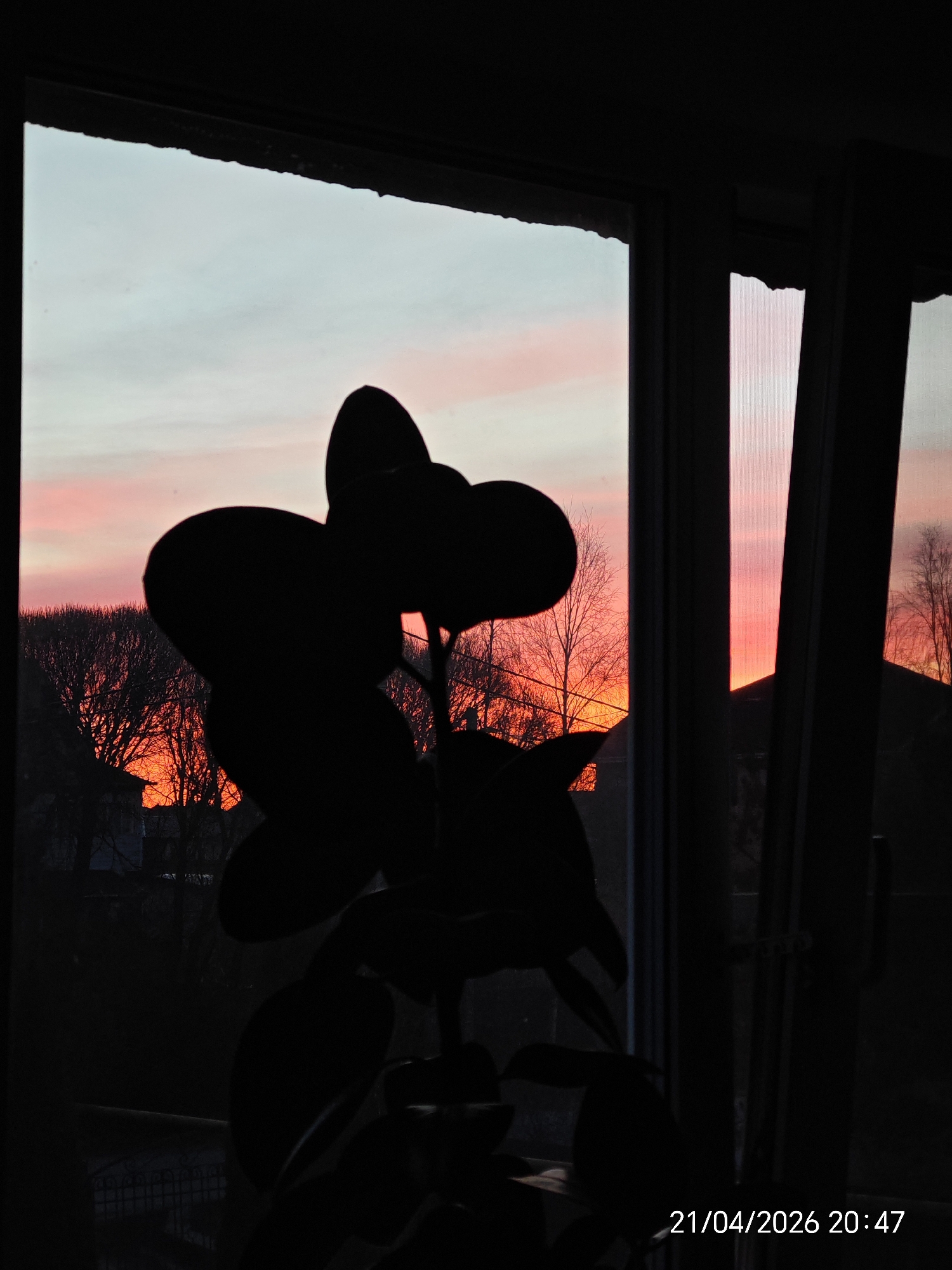 The media file presents a photograph taken indoors, looking out through a window during a sunset. The main subject in the foreground is a large, dark silhouetted houseplant, likely a Ficus, whose broad leaves dominate the lower and central left portion of the image. The window frame itself is also rendered in deep shadow, framing the vibrant outdoor scene.
Beyond the window, the sky is awash with striking colors, indicative of a sunset. The upper portion of the sky is a soft, light blue, which gradually transitions into vivid shades of pink, orange, and deep red closer to the horizon. Thin, elongated clouds are visible against this colorful backdrop. Numerous deciduous trees, appearing bare of leaves, are sharply silhouetted against the bright sky, suggesting the time of year is late autumn, winter, or early spring. The dark outlines of buildings or houses can be faintly discerned among the trees, indicating a residential area.
No people are visible, and no specific activity or event is taking place other than the observation of the sunset from indoors. The overall mood conveyed is one of tranquility and natural beauty.
A digital timestamp "21/04/2026 20:47" is present in the bottom right corner of the image, confirming the date and time as April 21, 2026, at 8:47 PM, which aligns with the depiction of a sunset.