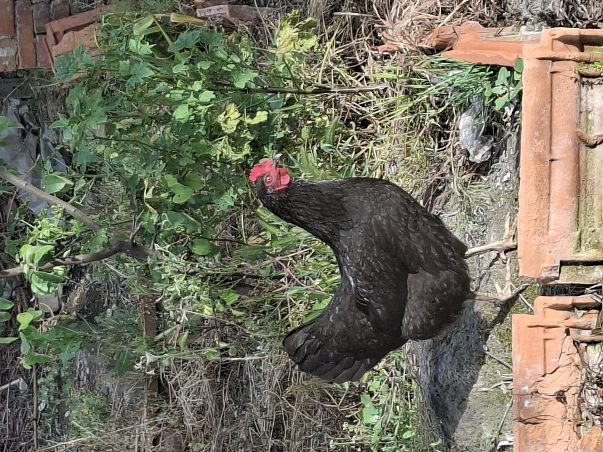 A medium shot depicts a black chicken amidst foliage, likely in an outdoor setting in Svirachi, Bulgaria. The chicken is positioned near terracotta tiles, potentially part of a broken structure or discarded material. The surroundings consist of an assortment of green plants, grass, and dry twigs or debris, suggesting a natural or semi-natural environment. The chicken is in focus, its red comb distinctly visible against its dark plumage. The general scene appears to be overgrown or unmaintained, with a mixture of natural and man-made elements.