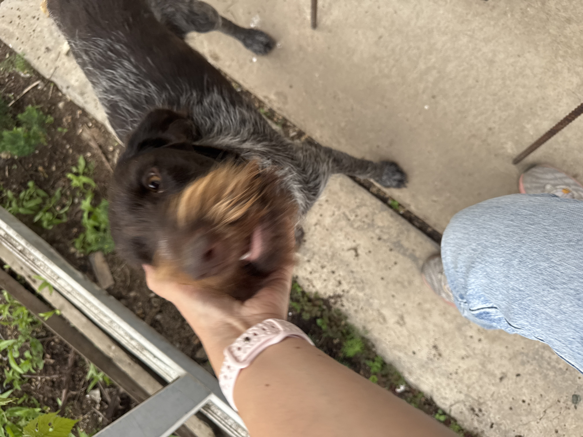 A hand with a pink wristband pets a brown and grey German Wirehaired Pointer dog. The dog's head is close to the hand, its mouth open and tongue slightly visible. The dog has a brown snout and a wiry coat. The scene appears to be outdoors, with concrete ground and some greenery in the background. There are also what seem to be metal bars on the left side of the image, possibly part of a fence or structure. The lower part of the image shows a person's legs in blue jeans and grey shoes. The location is described as the city of Ptichnik, Russia.