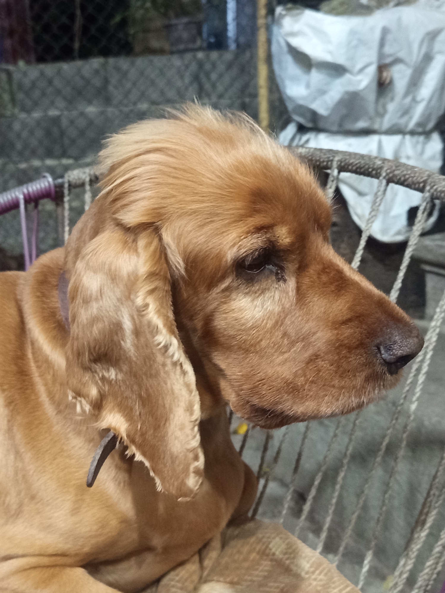 A medium shot shows a golden-brown Cocker Spaniel dog sitting in what appears to be a chair with purple-colored metal bars and a woven rope seat. The dog is facing to the right, with its head tilted slightly upwards. Its fur is light brown and appears soft and well-groomed. The dog's ears are long and hang down, with a darker brown tinge near the tips. A dark-colored, possibly metal, tag or clip is attached to its ear. The background is out of focus, but it shows what looks like a fence, some grey steps, and a large white sheet or tarp. The lighting suggests it may be evening or nighttime, and the scene appears to be outdoors. There is no indication of the city of Khashuri, Georgia, in this image.