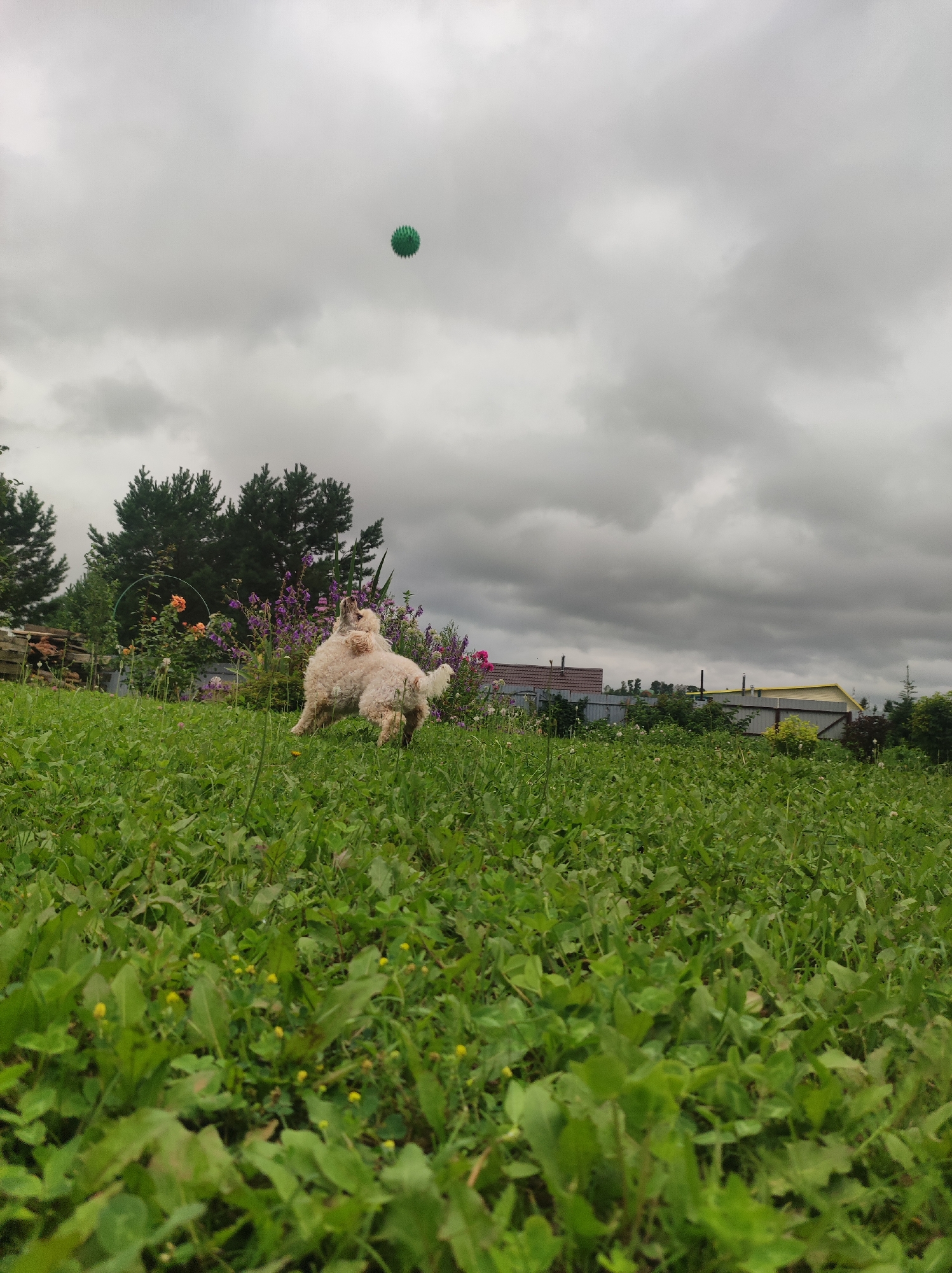 A fluffy, light-colored dog is captured in mid-air, jumping to catch a small green spiked ball that is suspended in the cloudy sky. The dog is in a grassy backyard with blooming flowers in the background. The yard appears to be in a residential area with houses and fences visible behind the garden. The cloudy sky suggests an overcast day. This scene is likely in the city of Fokino, Russia, given the context provided.