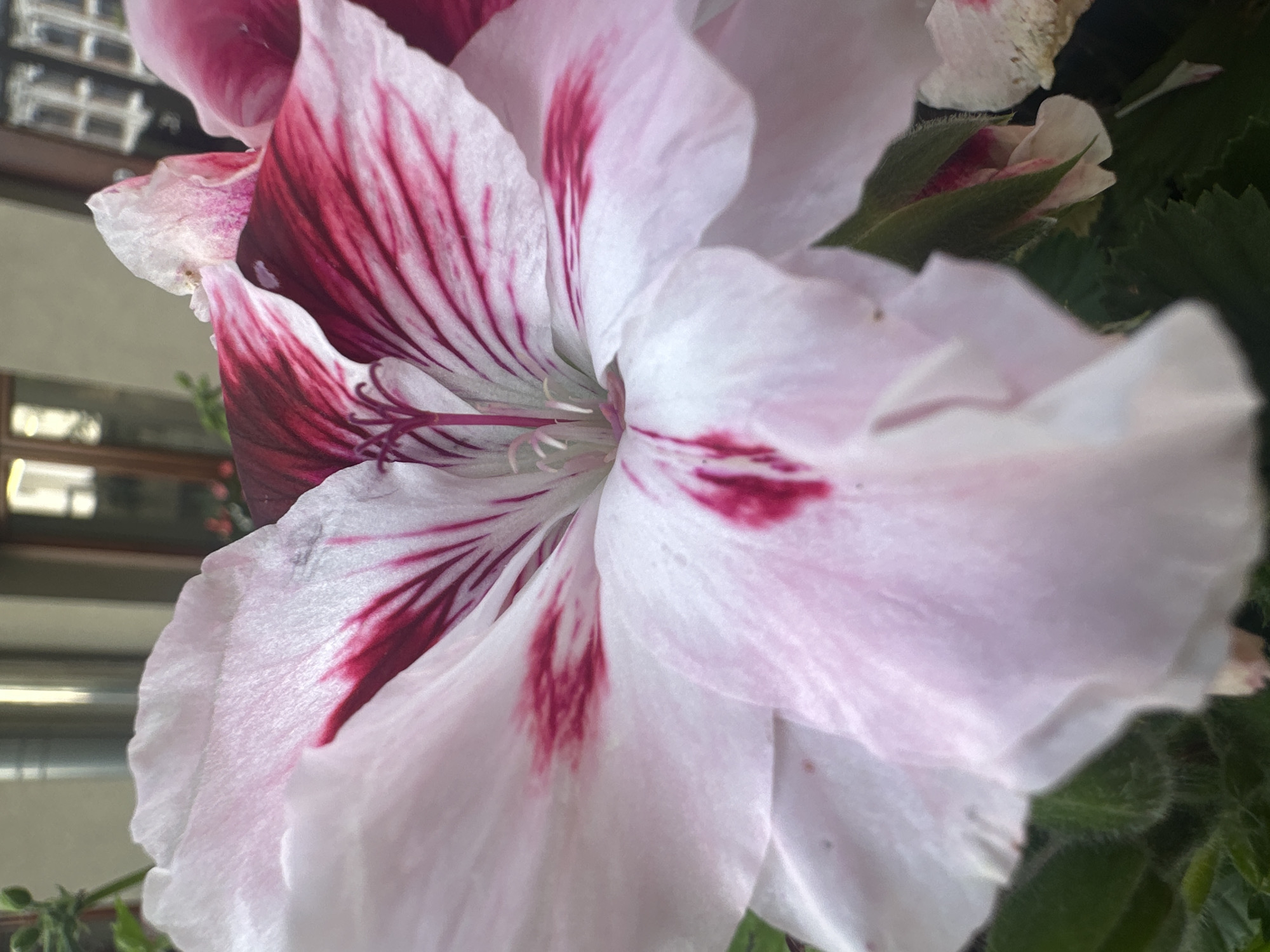 The image is a close-up photograph of a pink and white flower with deep red veins. The flower petals are soft and delicate, with some slightly wilted edges. The background is blurred, but appears to be an outdoor urban setting with a building and some greenery. The lighting is natural, suggesting the photo was taken during the day. The specific location within Łódź, Poland cannot be determined from the image alone.